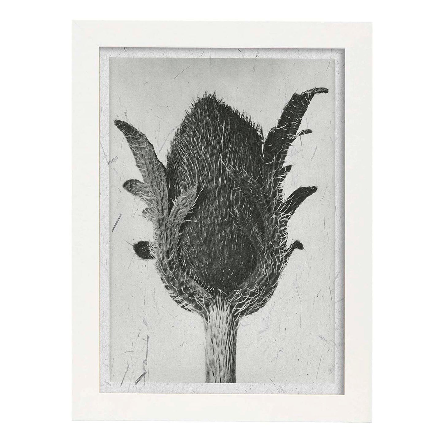 Lámina Planta blanco y negro 12. Pósters con ilustraciones de flores y plantas en tonos grises.-Artwork-Nacnic-A3-Marco Blanco-Nacnic Estudio SL