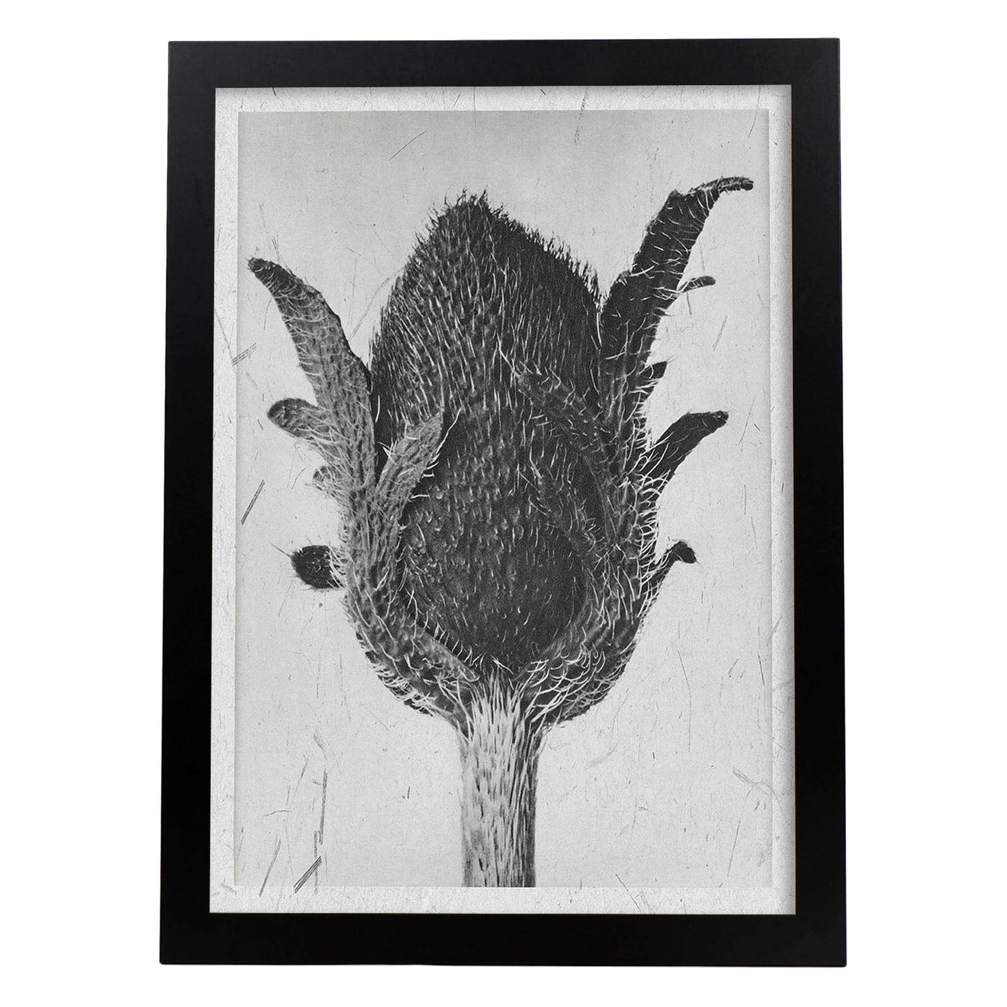 Lámina Planta blanco y negro 12. Pósters con ilustraciones de flores y plantas en tonos grises.-Artwork-Nacnic-A3-Marco Negro-Nacnic Estudio SL