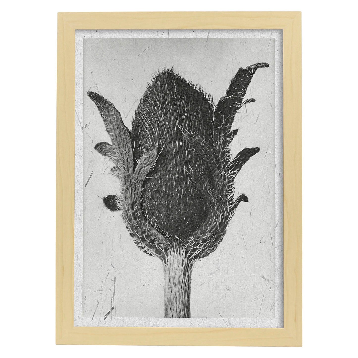 Lámina Planta blanco y negro 12. Pósters con ilustraciones de flores y plantas en tonos grises.-Artwork-Nacnic-A4-Marco Madera clara-Nacnic Estudio SL