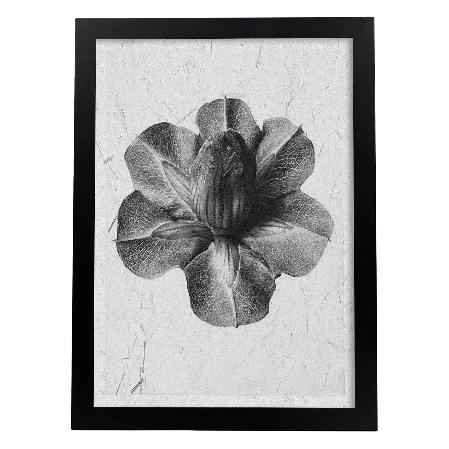Lámina Planta blanco y negro 13. Pósters con ilustraciones de flores y plantas en tonos grises.-Artwork-Nacnic-A3-Marco Negro-Nacnic Estudio SL