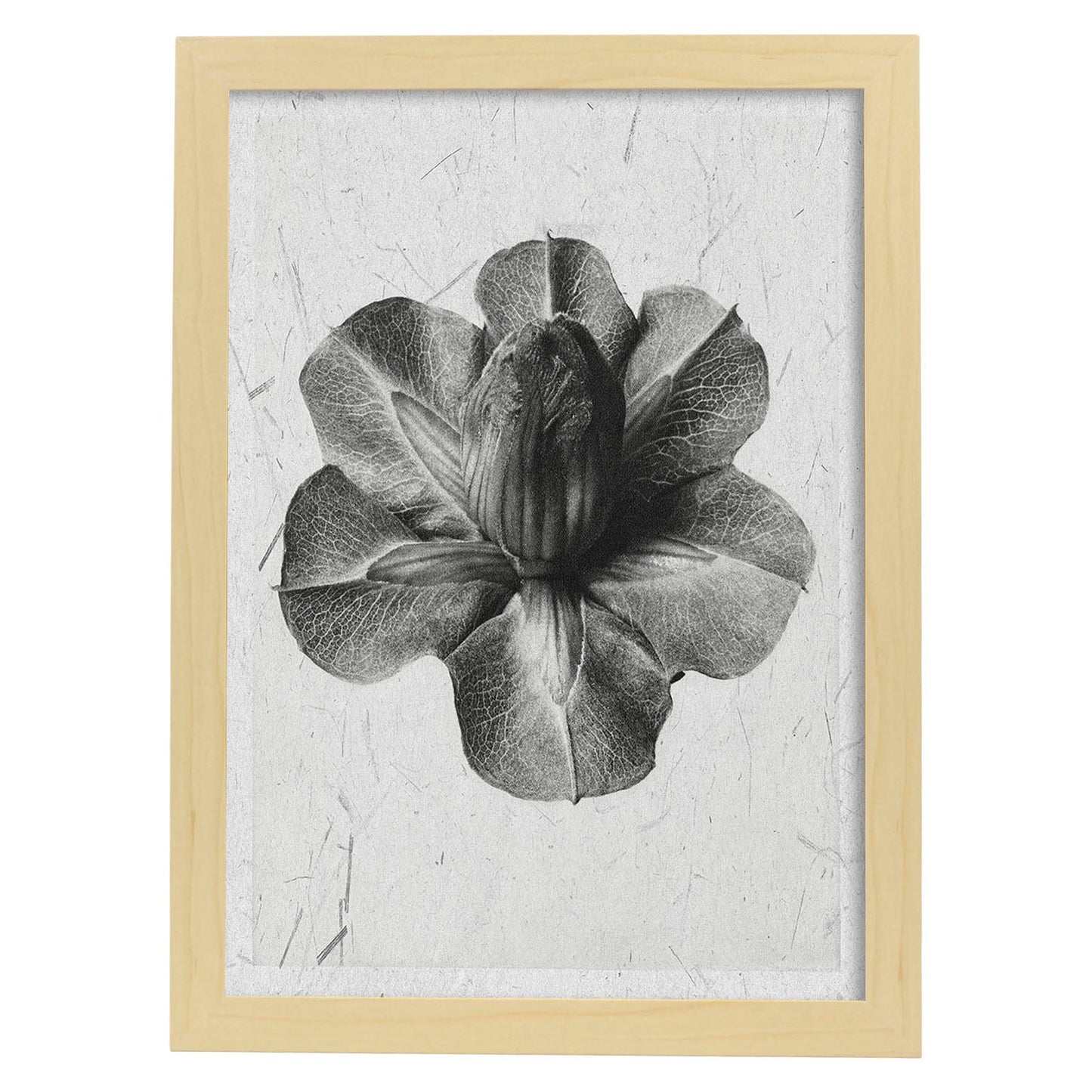 Lámina Planta blanco y negro 13. Pósters con ilustraciones de flores y plantas en tonos grises.-Artwork-Nacnic-A4-Marco Madera clara-Nacnic Estudio SL