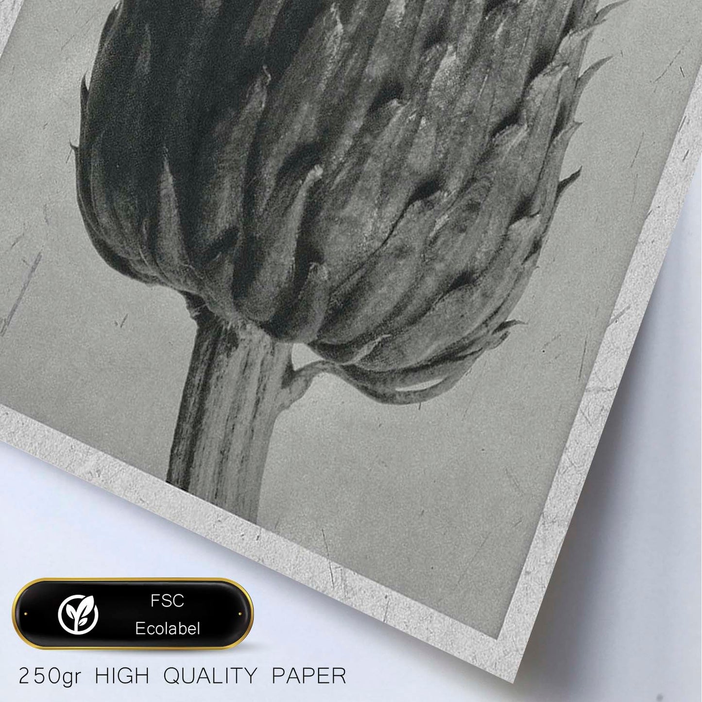 Lámina Planta blanco y negro 14. Pósters con ilustraciones de flores y plantas en tonos grises.-Artwork-Nacnic-Nacnic Estudio SL