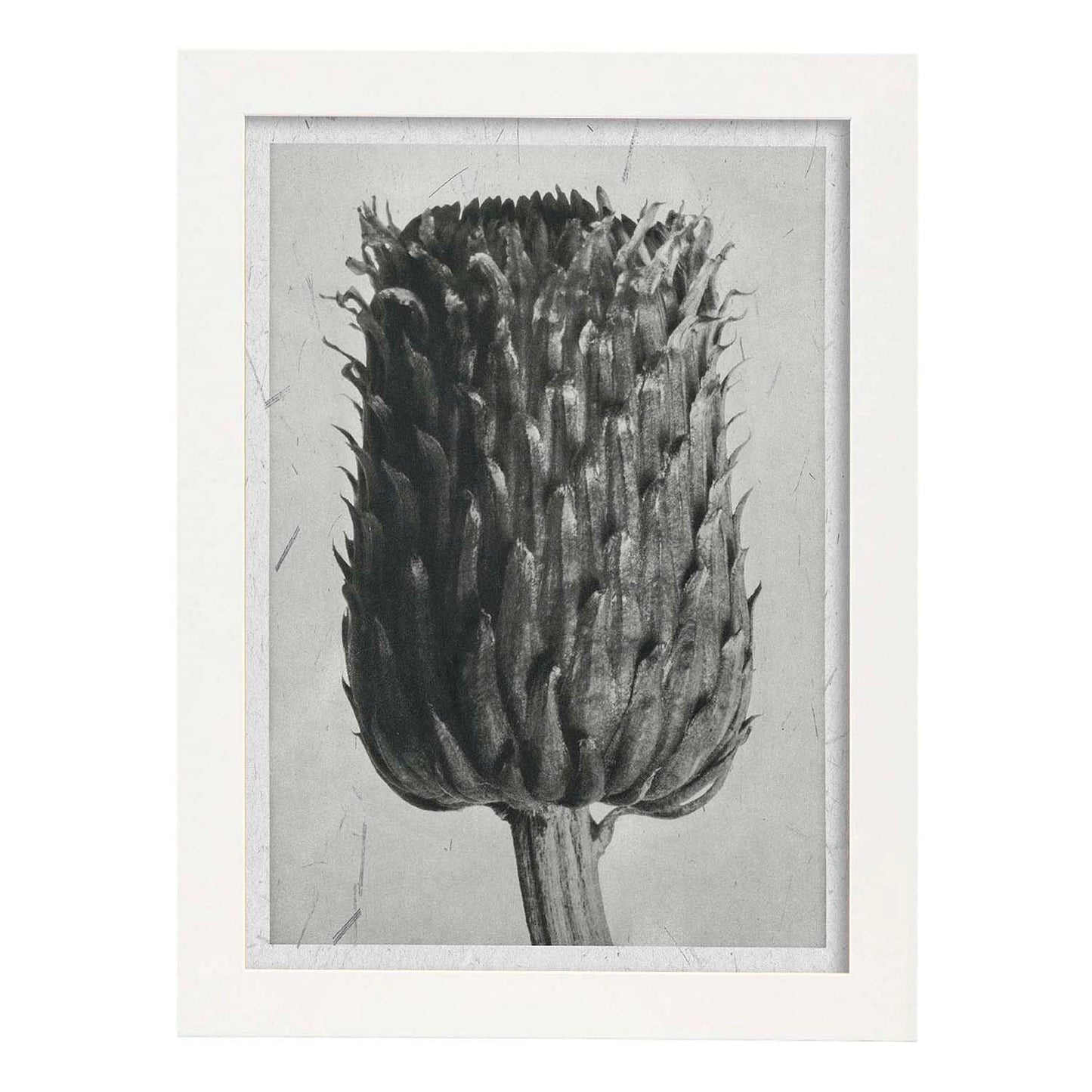 Lámina Planta blanco y negro 14. Pósters con ilustraciones de flores y plantas en tonos grises.-Artwork-Nacnic-A3-Marco Blanco-Nacnic Estudio SL