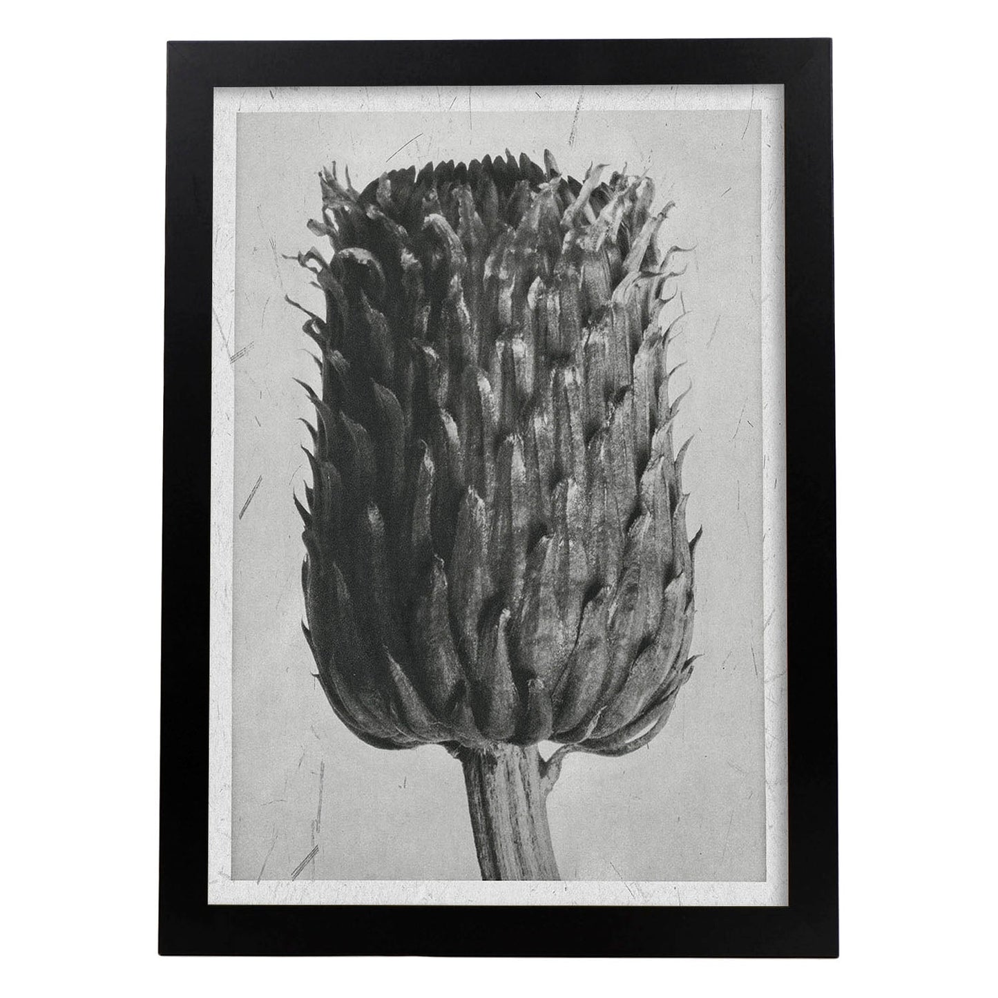 Lámina Planta blanco y negro 14. Pósters con ilustraciones de flores y plantas en tonos grises.-Artwork-Nacnic-A3-Marco Negro-Nacnic Estudio SL