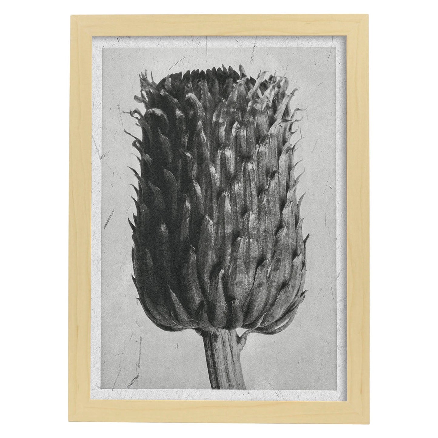 Lámina Planta blanco y negro 14. Pósters con ilustraciones de flores y plantas en tonos grises.-Artwork-Nacnic-A4-Marco Madera clara-Nacnic Estudio SL