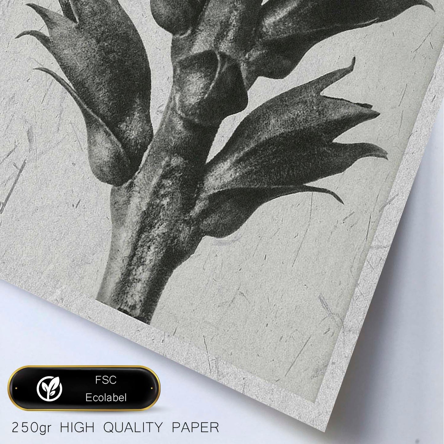 Lámina Planta blanco y negro 15. Pósters con ilustraciones de flores y plantas en tonos grises.-Artwork-Nacnic-Nacnic Estudio SL