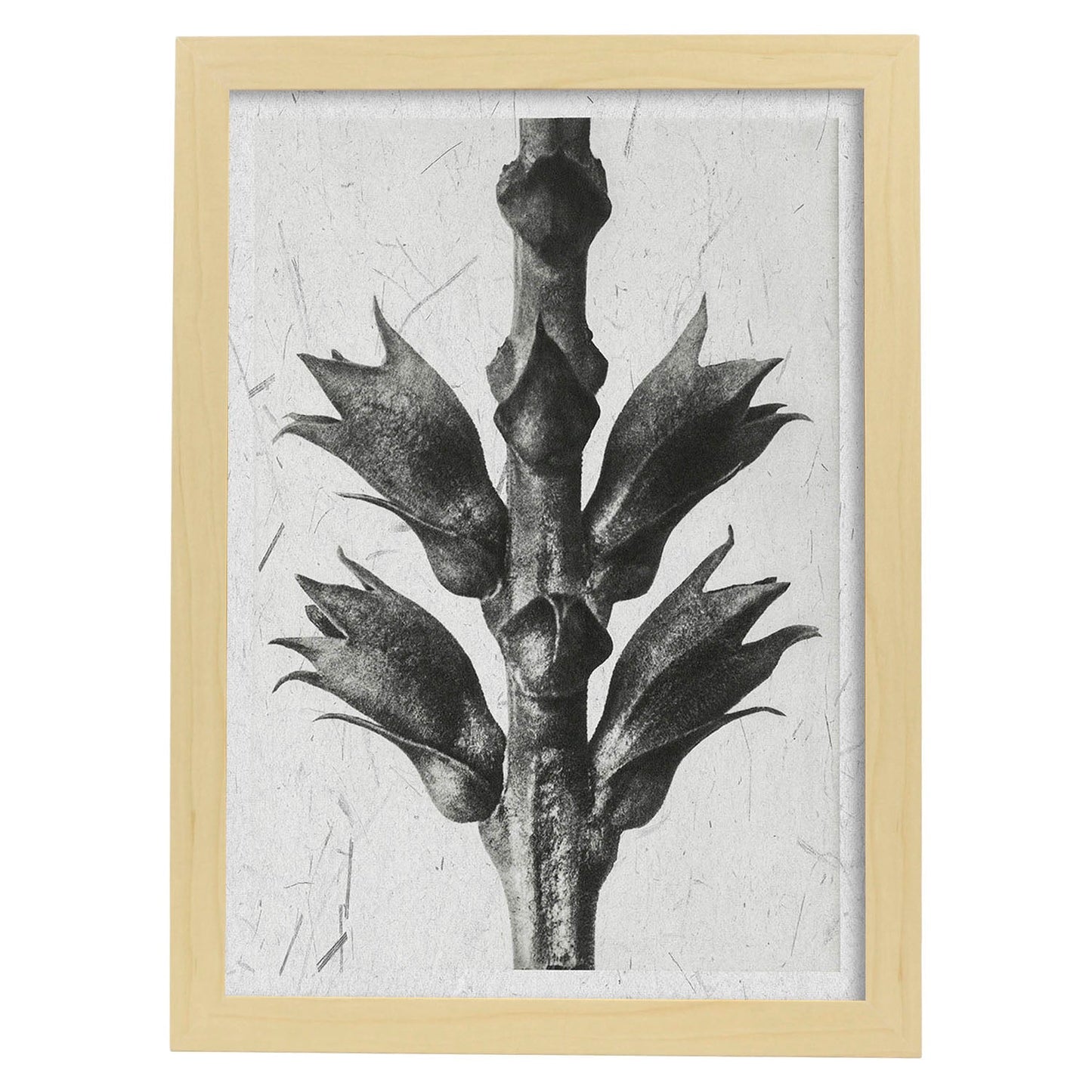 Lámina Planta blanco y negro 15. Pósters con ilustraciones de flores y plantas en tonos grises.-Artwork-Nacnic-A4-Marco Madera clara-Nacnic Estudio SL