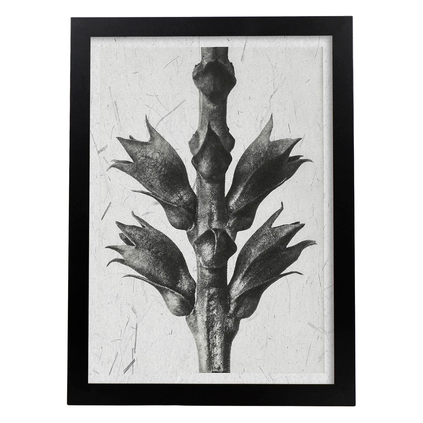Lámina Planta blanco y negro 15. Pósters con ilustraciones de flores y plantas en tonos grises.-Artwork-Nacnic-A4-Marco Negro-Nacnic Estudio SL