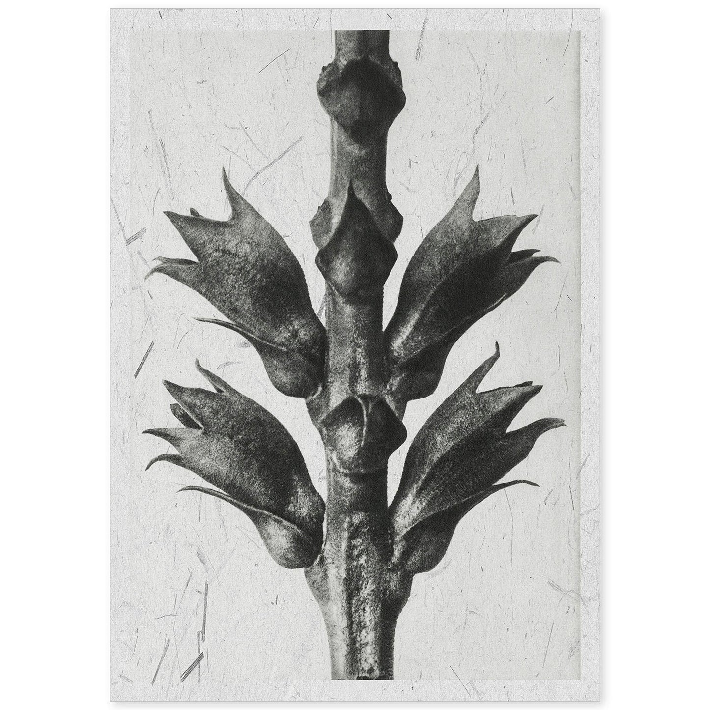 Lámina Planta blanco y negro 15. Pósters con ilustraciones de flores y plantas en tonos grises.-Artwork-Nacnic-A4-Sin marco-Nacnic Estudio SL
