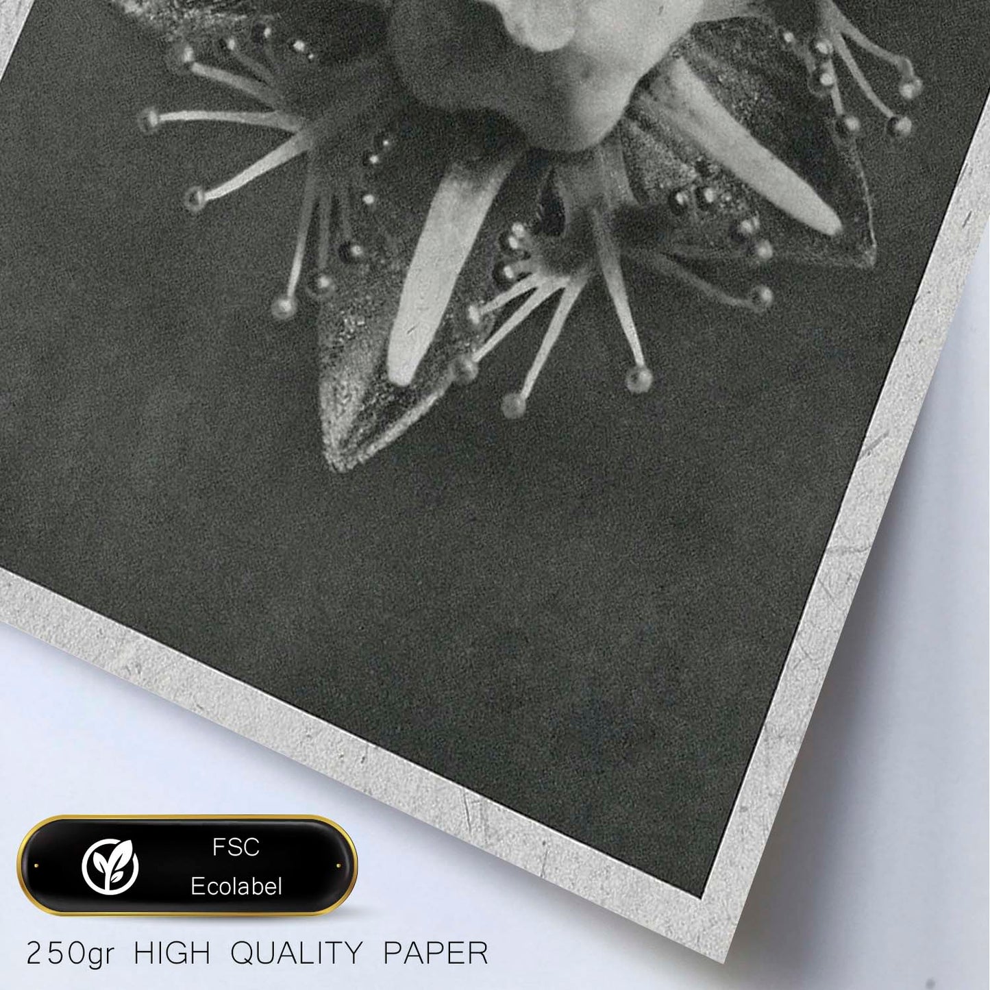 Lámina Planta blanco y negro 16. Pósters con ilustraciones de flores y plantas en tonos grises.-Artwork-Nacnic-Nacnic Estudio SL