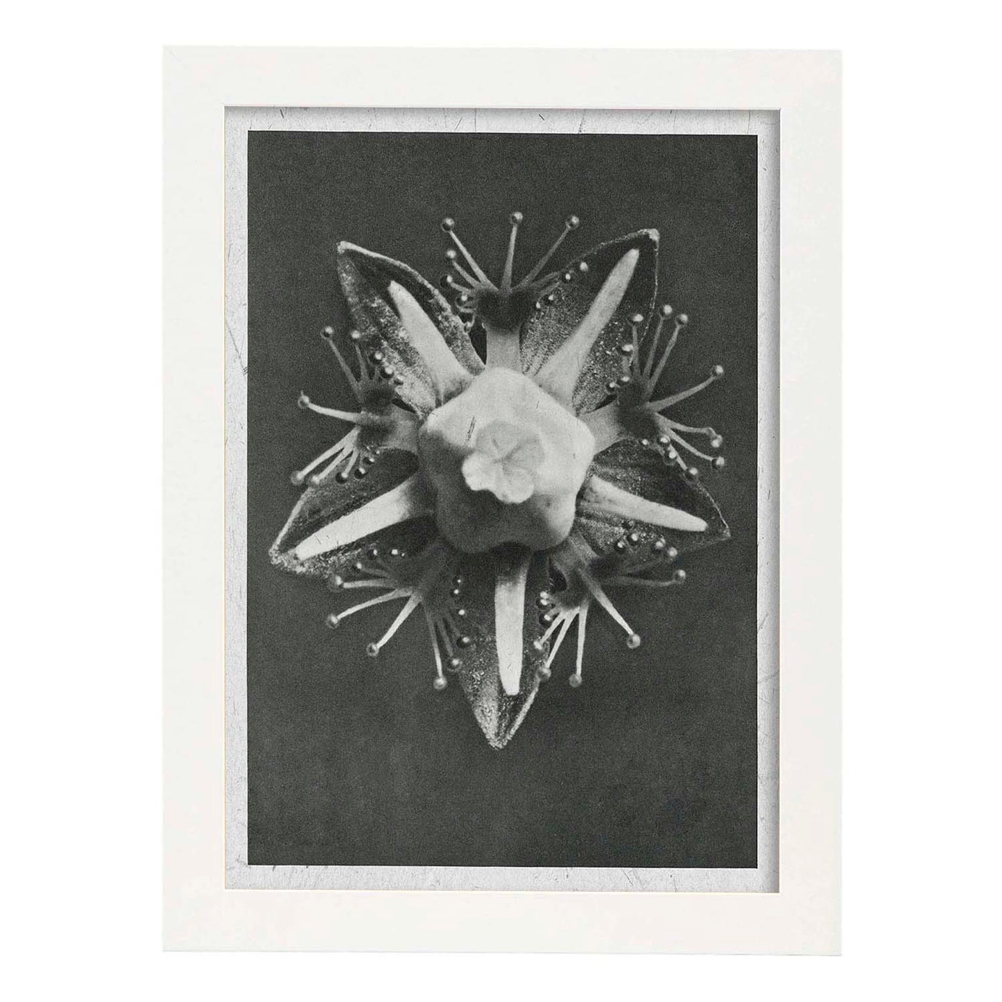 Lámina Planta blanco y negro 16. Pósters con ilustraciones de flores y plantas en tonos grises.-Artwork-Nacnic-A3-Marco Blanco-Nacnic Estudio SL