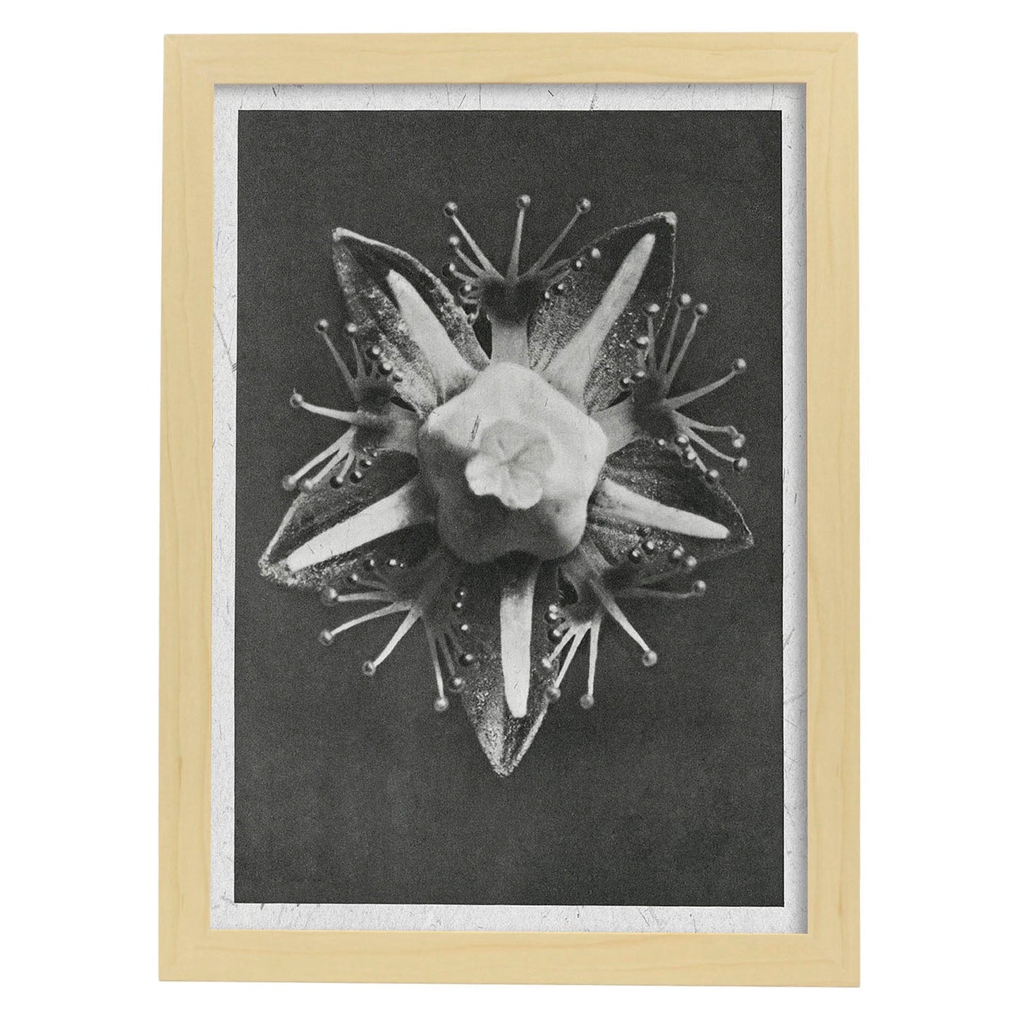 Lámina Planta blanco y negro 16. Pósters con ilustraciones de flores y plantas en tonos grises.-Artwork-Nacnic-A3-Marco Madera clara-Nacnic Estudio SL