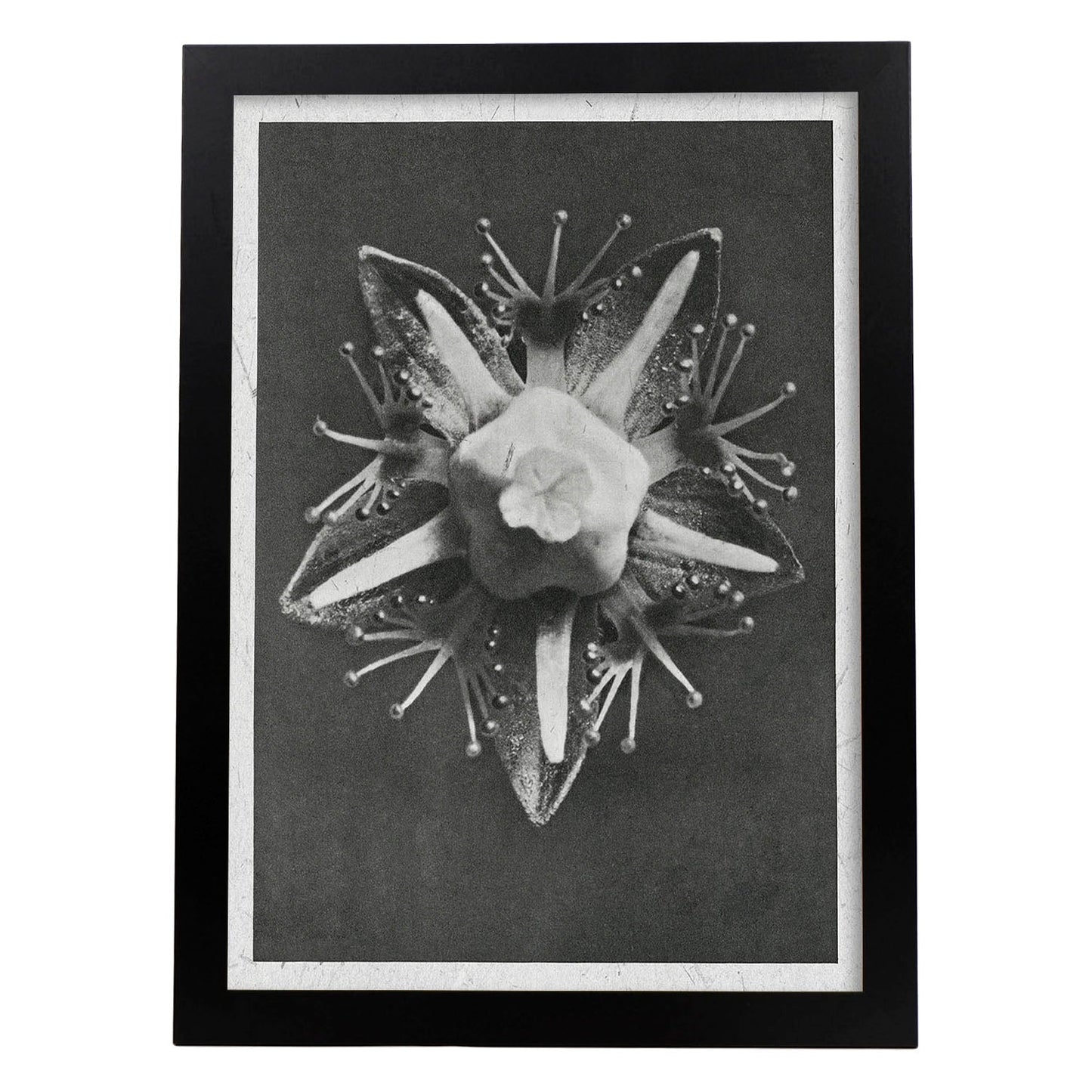 Lámina Planta blanco y negro 16. Pósters con ilustraciones de flores y plantas en tonos grises.-Artwork-Nacnic-A4-Marco Negro-Nacnic Estudio SL