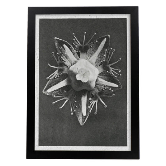 Lámina Planta blanco y negro 16. Pósters con ilustraciones de flores y plantas en tonos grises.-Artwork-Nacnic-A4-Marco Negro-Nacnic Estudio SL