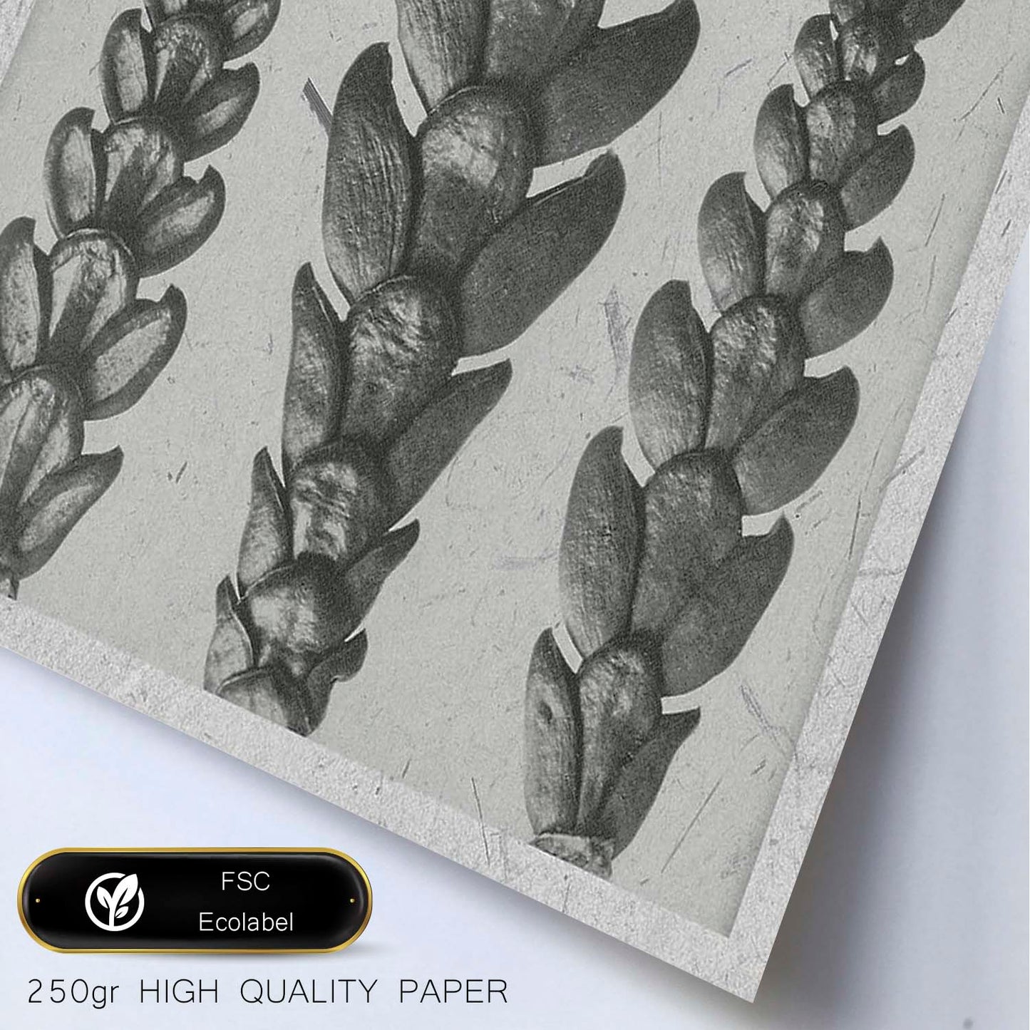 Lámina Planta blanco y negro 17. Pósters con ilustraciones de flores y plantas en tonos grises.-Artwork-Nacnic-Nacnic Estudio SL