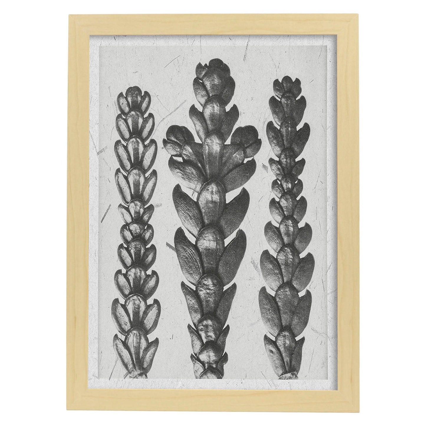 Lámina Planta blanco y negro 17. Pósters con ilustraciones de flores y plantas en tonos grises.-Artwork-Nacnic-A3-Marco Madera clara-Nacnic Estudio SL