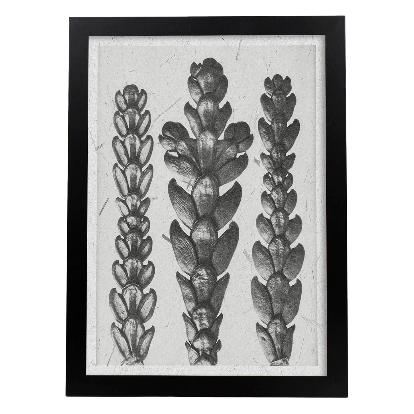 Lámina Planta blanco y negro 17. Pósters con ilustraciones de flores y plantas en tonos grises.-Artwork-Nacnic-A3-Marco Negro-Nacnic Estudio SL