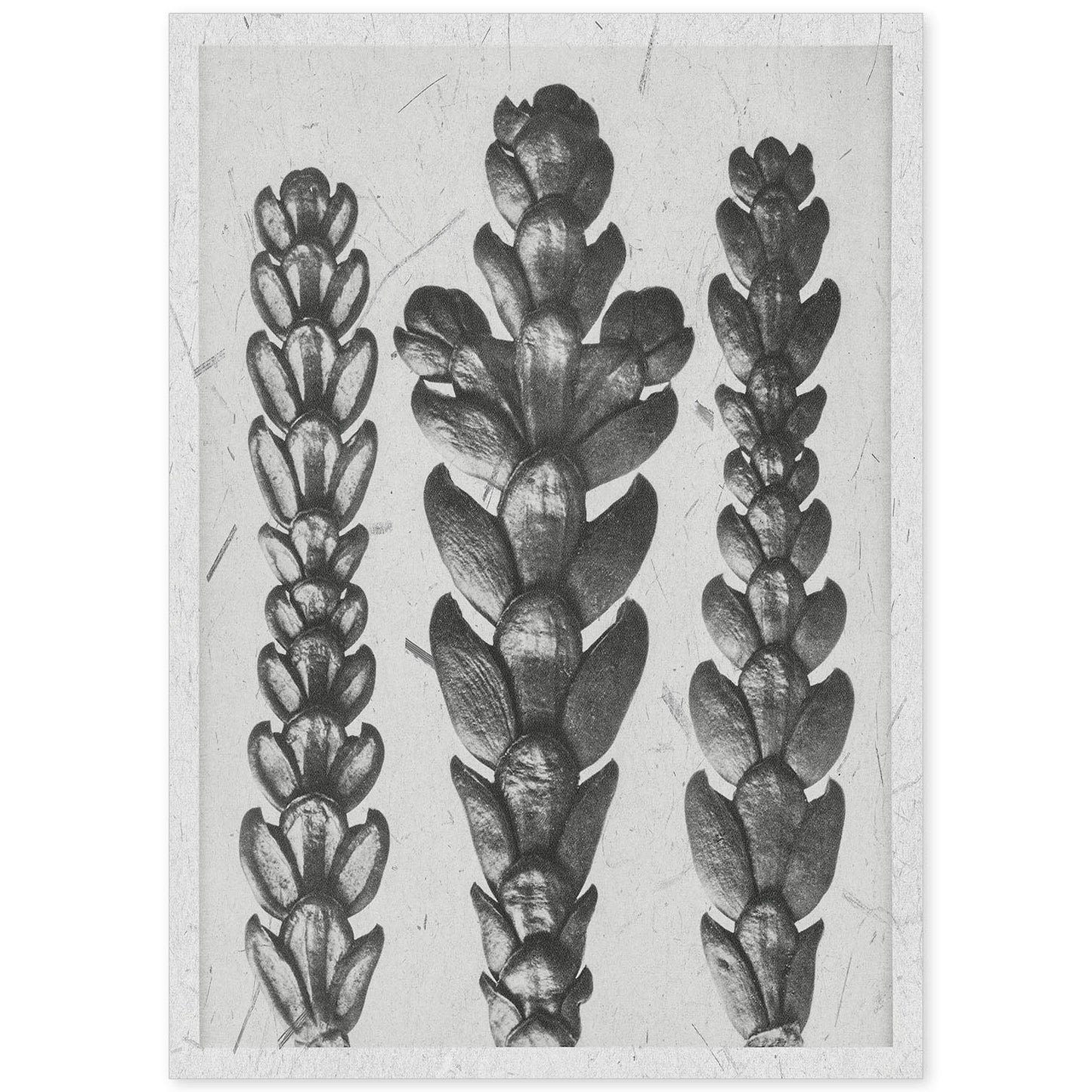 Lámina Planta blanco y negro 17. Pósters con ilustraciones de flores y plantas en tonos grises.-Artwork-Nacnic-A4-Sin marco-Nacnic Estudio SL