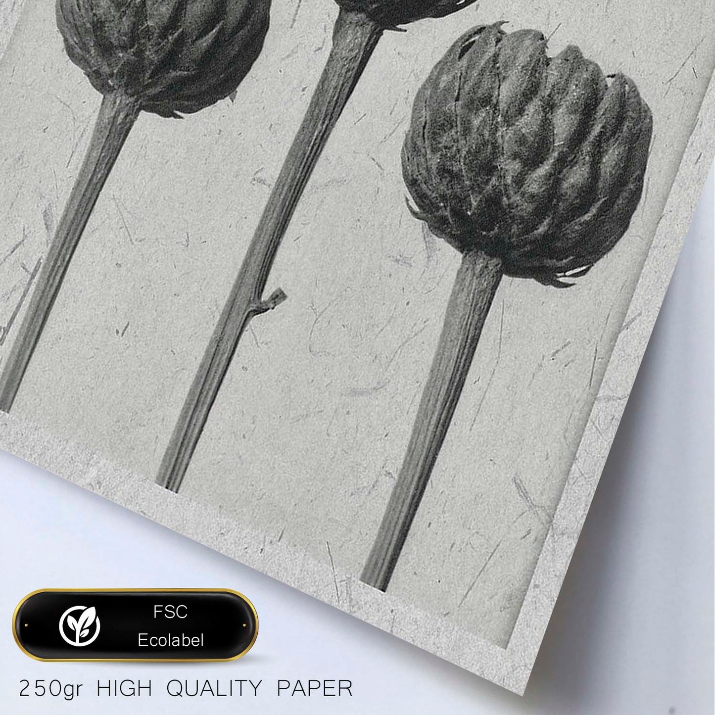 Lámina Planta blanco y negro 18. Pósters con ilustraciones de flores y plantas en tonos grises.-Artwork-Nacnic-Nacnic Estudio SL