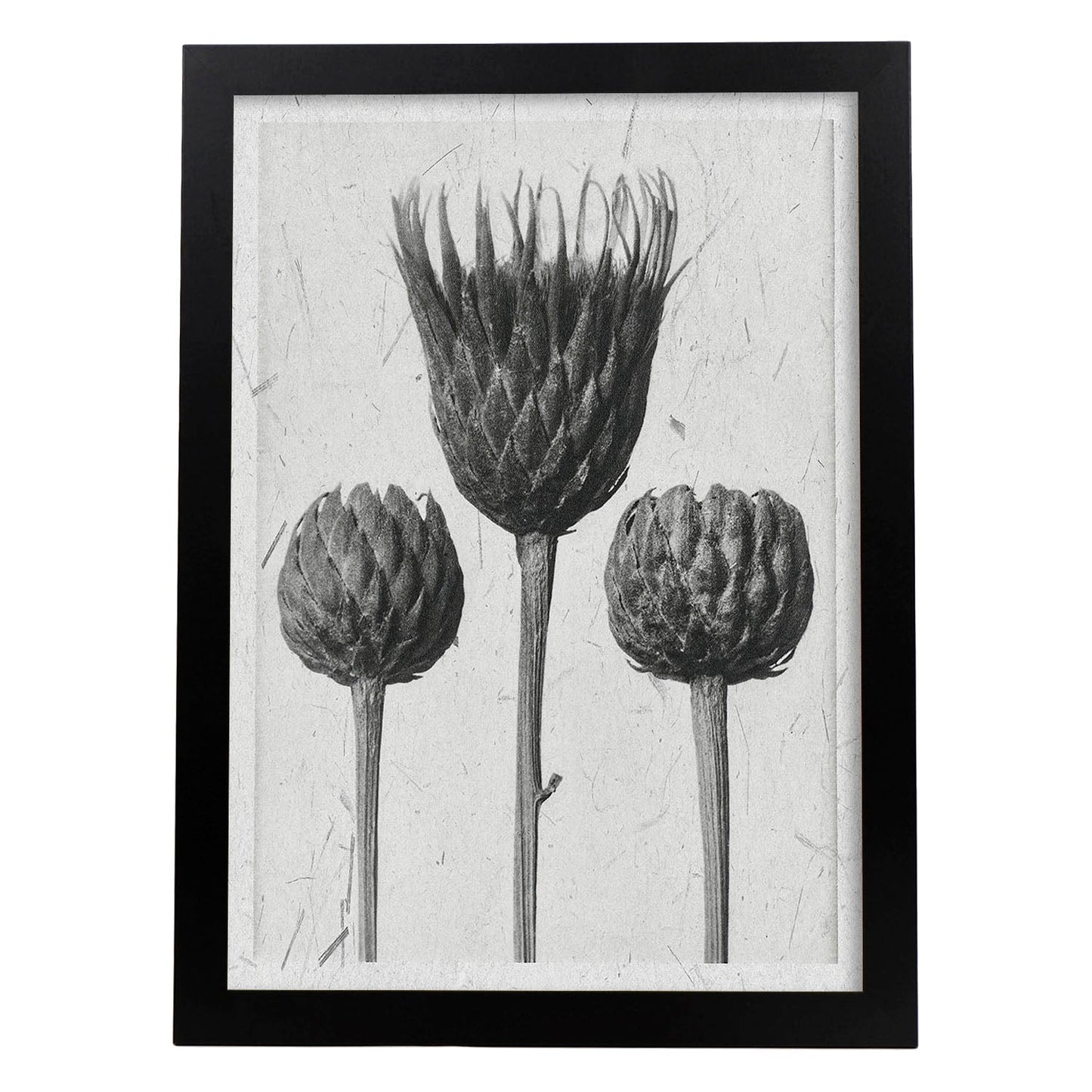 Lámina Planta blanco y negro 18. Pósters con ilustraciones de flores y plantas en tonos grises.-Artwork-Nacnic-A3-Marco Negro-Nacnic Estudio SL