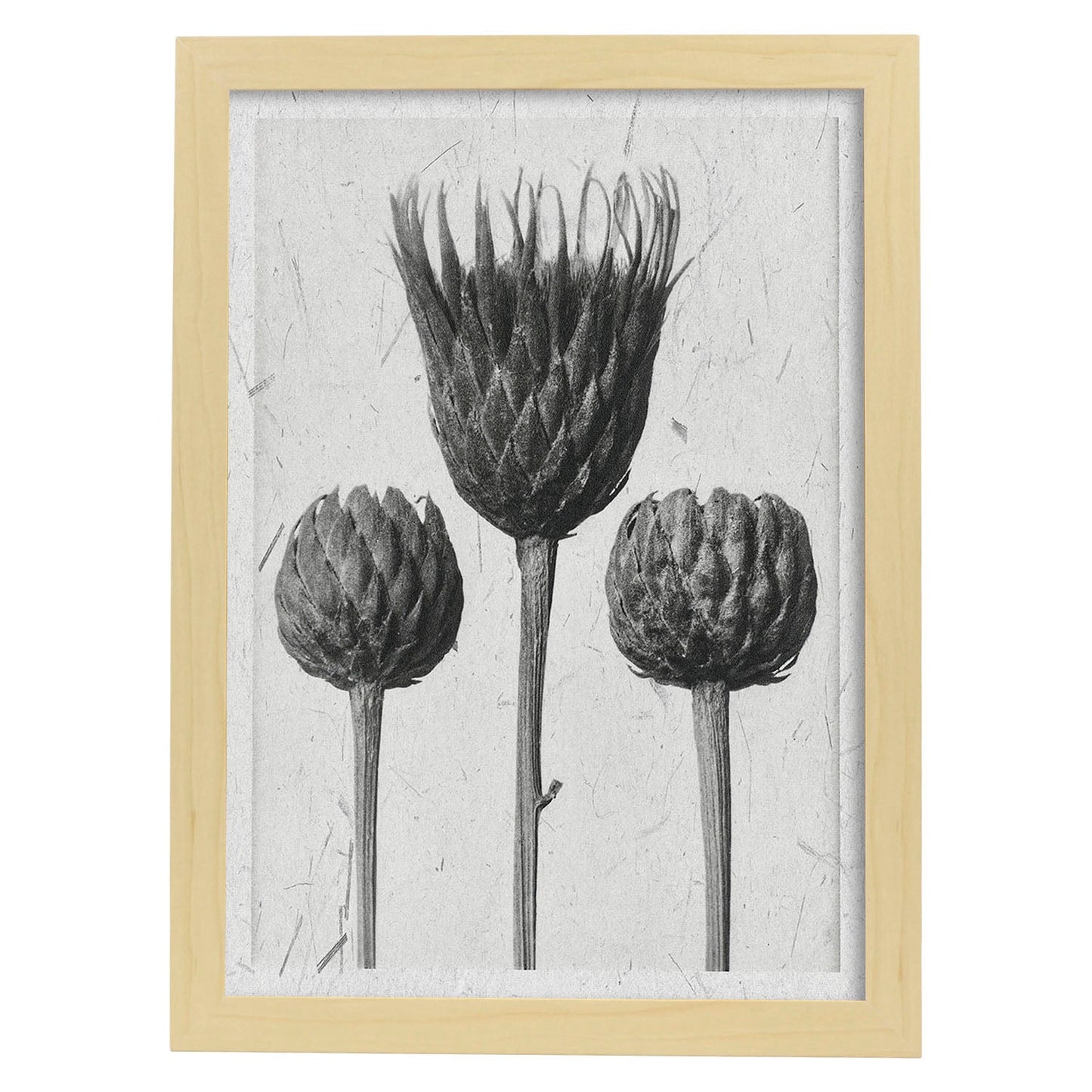 Lámina Planta blanco y negro 18. Pósters con ilustraciones de flores y plantas en tonos grises.-Artwork-Nacnic-A4-Marco Madera clara-Nacnic Estudio SL