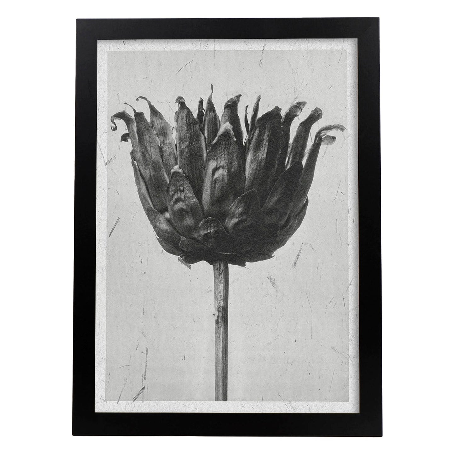 Lámina Planta blanco y negro 19. Pósters con ilustraciones de flores y plantas en tonos grises.-Artwork-Nacnic-A3-Marco Negro-Nacnic Estudio SL