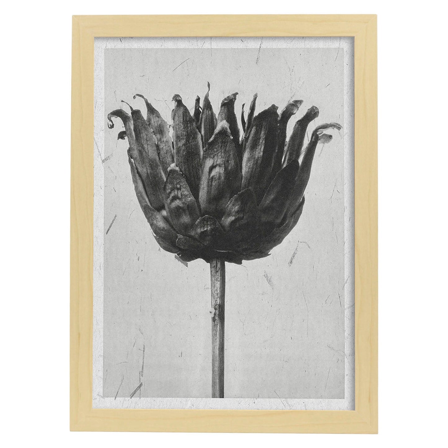 Lámina Planta blanco y negro 19. Pósters con ilustraciones de flores y plantas en tonos grises.-Artwork-Nacnic-A4-Marco Madera clara-Nacnic Estudio SL