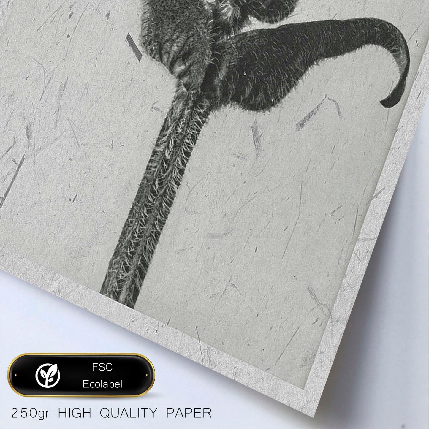Lámina Planta blanco y negro 20. Pósters con ilustraciones de flores y plantas en tonos grises.-Artwork-Nacnic-Nacnic Estudio SL