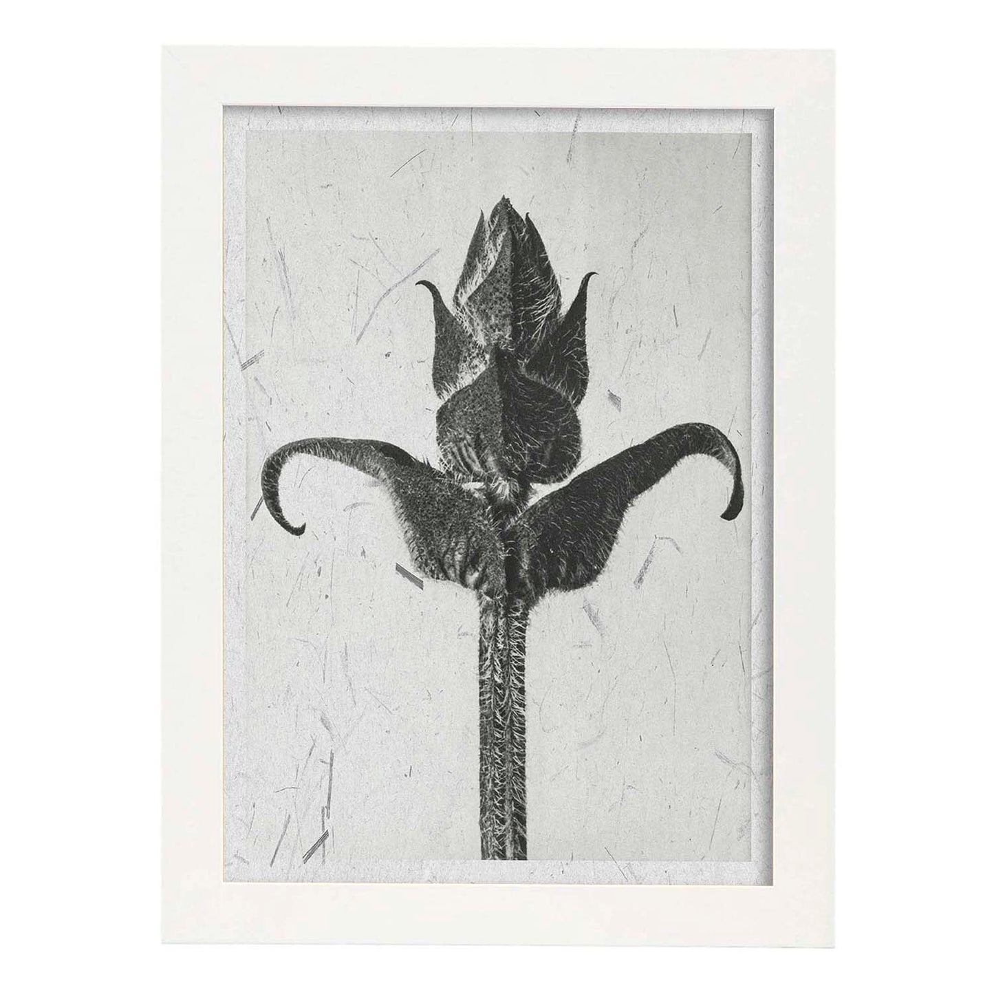 Lámina Planta blanco y negro 20. Pósters con ilustraciones de flores y plantas en tonos grises.-Artwork-Nacnic-A3-Marco Blanco-Nacnic Estudio SL