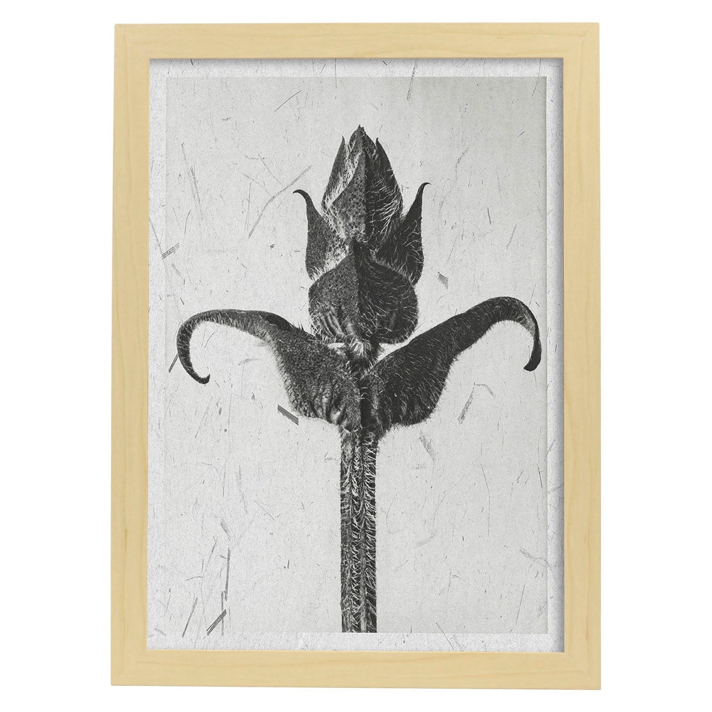 Lámina Planta blanco y negro 20. Pósters con ilustraciones de flores y plantas en tonos grises.-Artwork-Nacnic-A3-Marco Madera clara-Nacnic Estudio SL