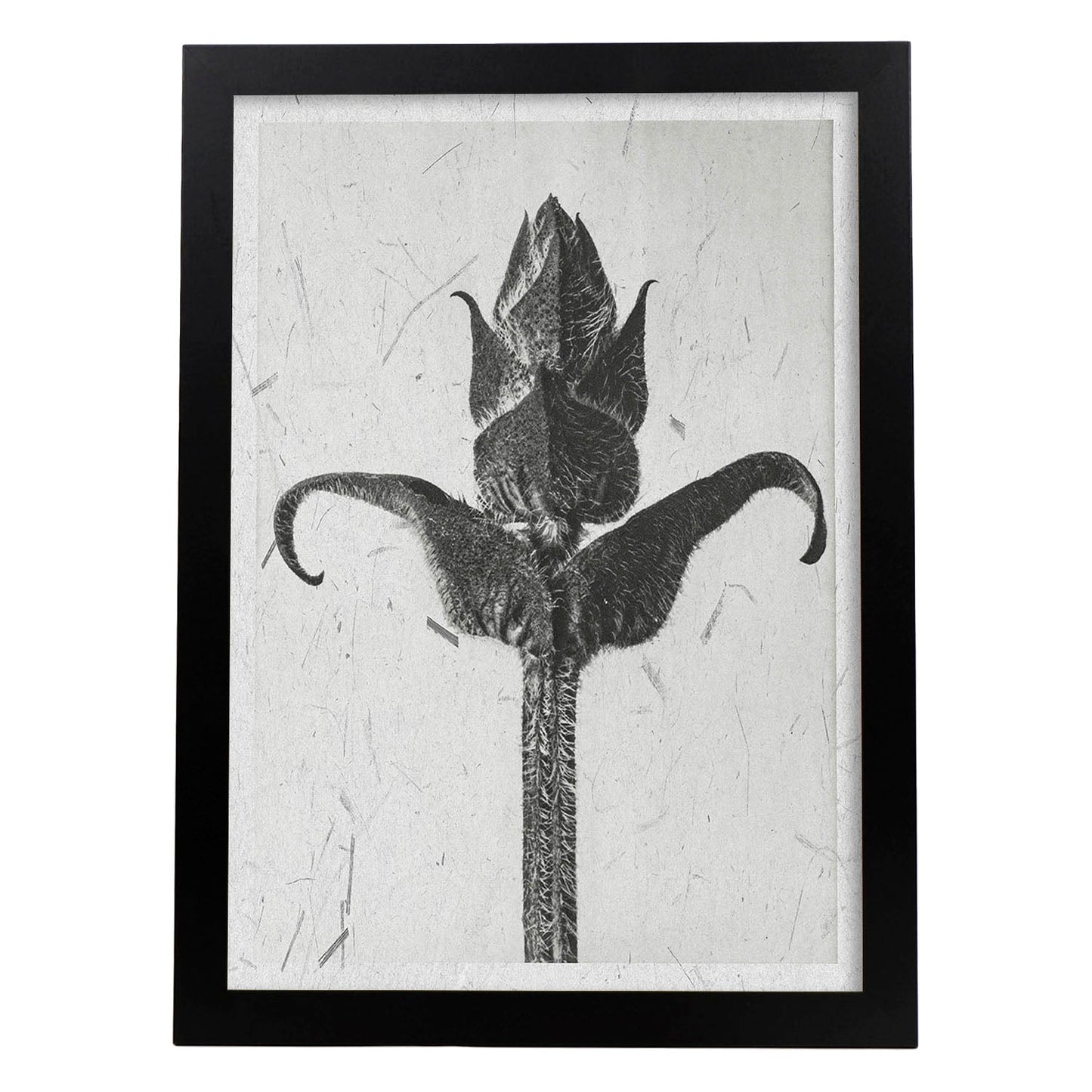 Lámina Planta blanco y negro 20. Pósters con ilustraciones de flores y plantas en tonos grises.-Artwork-Nacnic-A3-Marco Negro-Nacnic Estudio SL