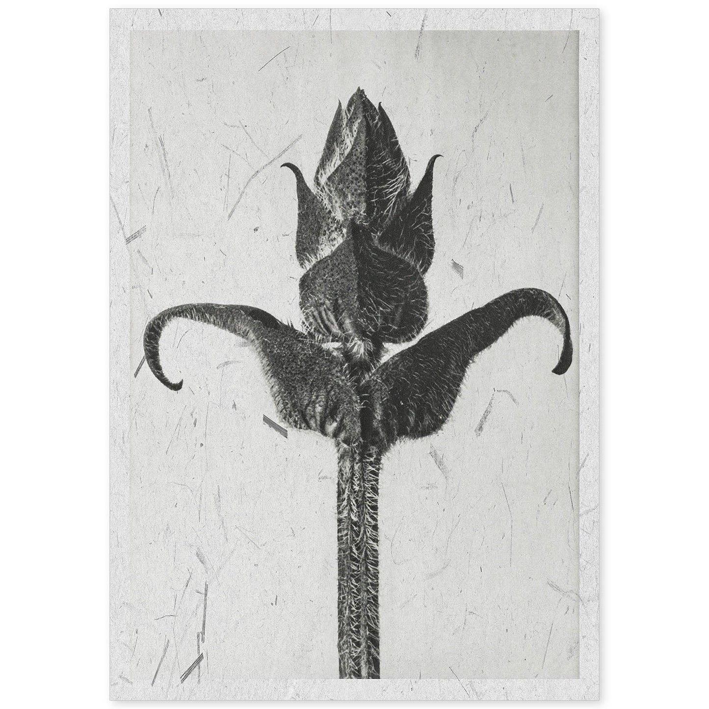 Lámina Planta blanco y negro 20. Pósters con ilustraciones de flores y plantas en tonos grises.-Artwork-Nacnic-A4-Sin marco-Nacnic Estudio SL