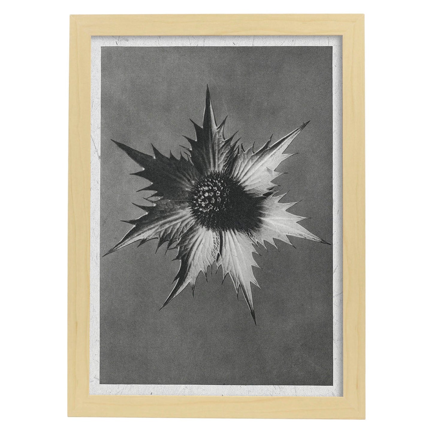 Lámina Planta blanco y negro 21. Pósters con ilustraciones de flores y plantas en tonos grises.-Artwork-Nacnic-A3-Marco Madera clara-Nacnic Estudio SL