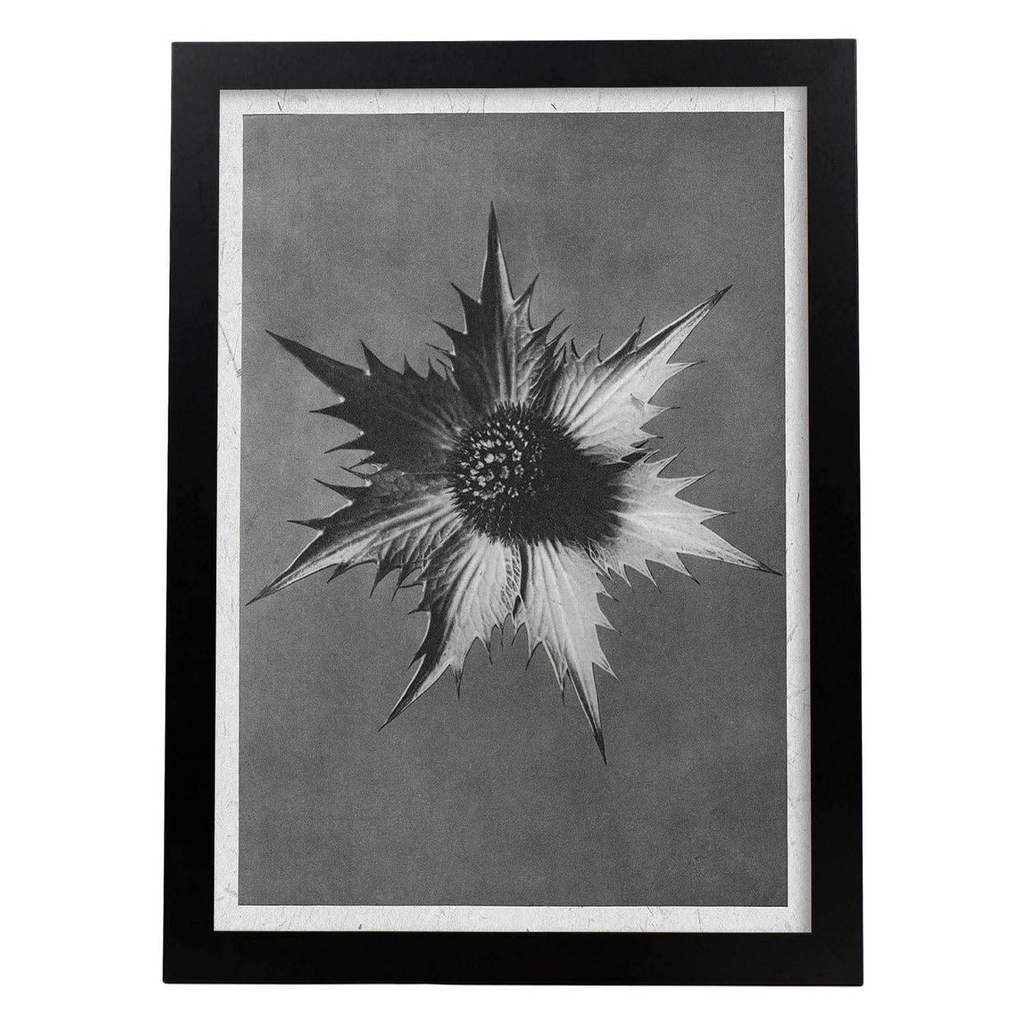 Lámina Planta blanco y negro 21. Pósters con ilustraciones de flores y plantas en tonos grises.-Artwork-Nacnic-A4-Marco Negro-Nacnic Estudio SL