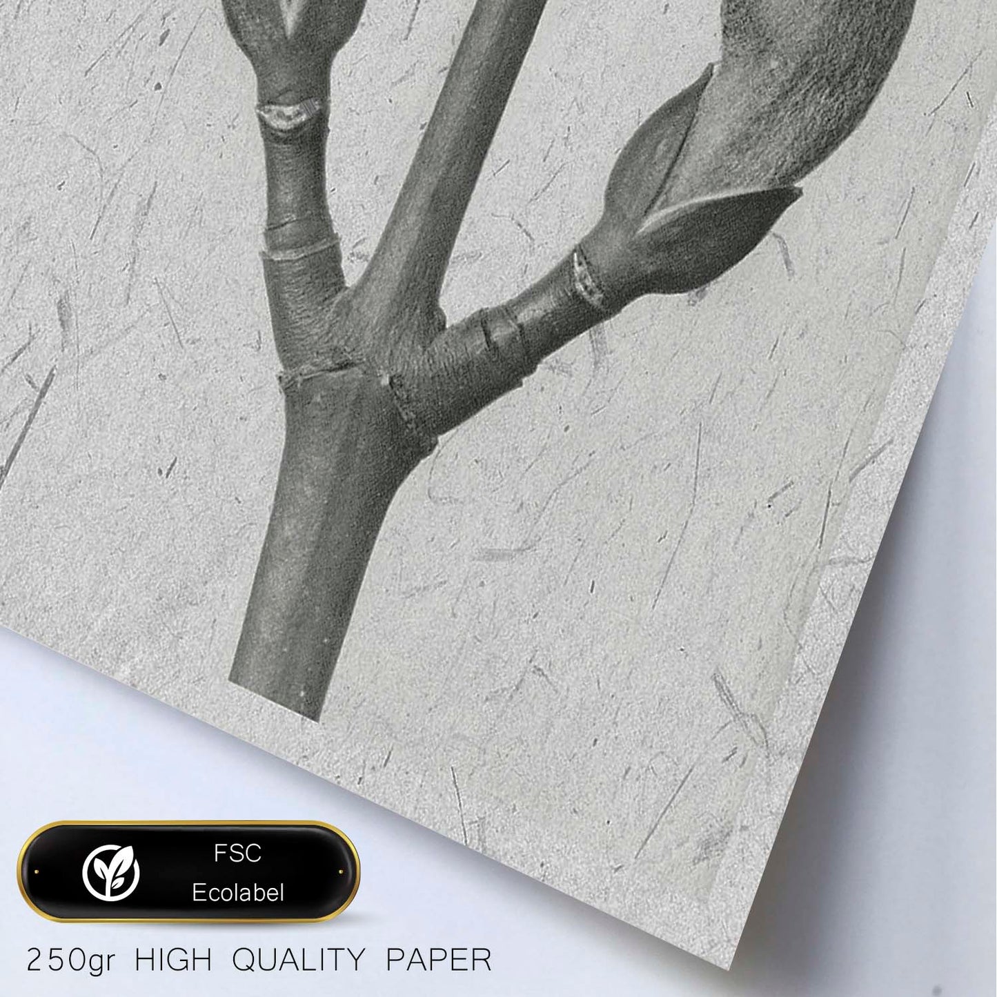 Lámina Planta blanco y negro 22. Pósters con ilustraciones de flores y plantas en tonos grises.-Artwork-Nacnic-Nacnic Estudio SL