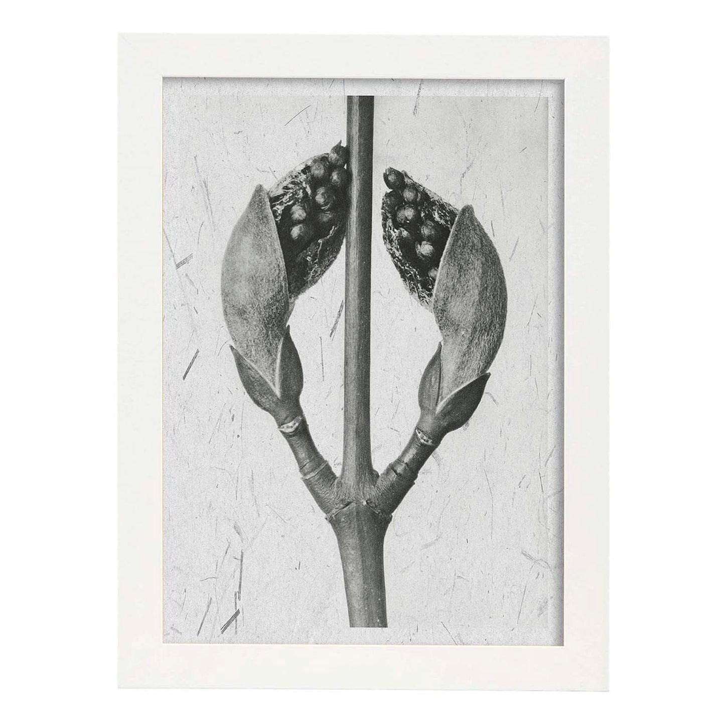 Lámina Planta blanco y negro 22. Pósters con ilustraciones de flores y plantas en tonos grises.-Artwork-Nacnic-A4-Marco Blanco-Nacnic Estudio SL