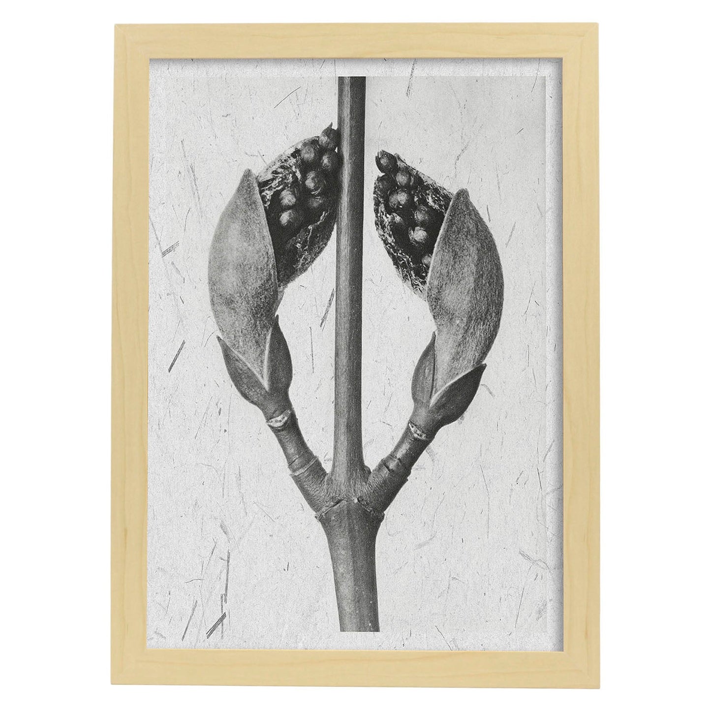 Lámina Planta blanco y negro 22. Pósters con ilustraciones de flores y plantas en tonos grises.-Artwork-Nacnic-A4-Marco Madera clara-Nacnic Estudio SL