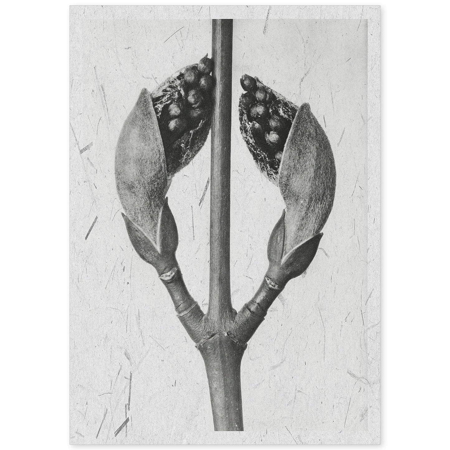 Lámina Planta blanco y negro 22. Pósters con ilustraciones de flores y plantas en tonos grises.-Artwork-Nacnic-A4-Sin marco-Nacnic Estudio SL