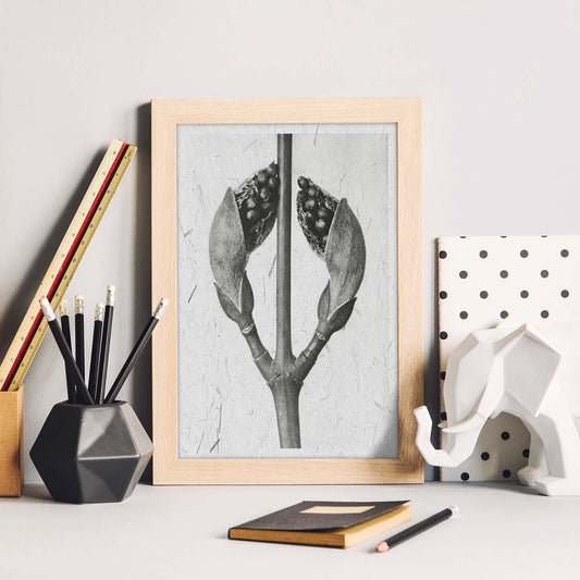 Lámina Planta blanco y negro 22. Pósters con ilustraciones de flores y plantas en tonos grises.-Artwork-Nacnic-Nacnic Estudio SL