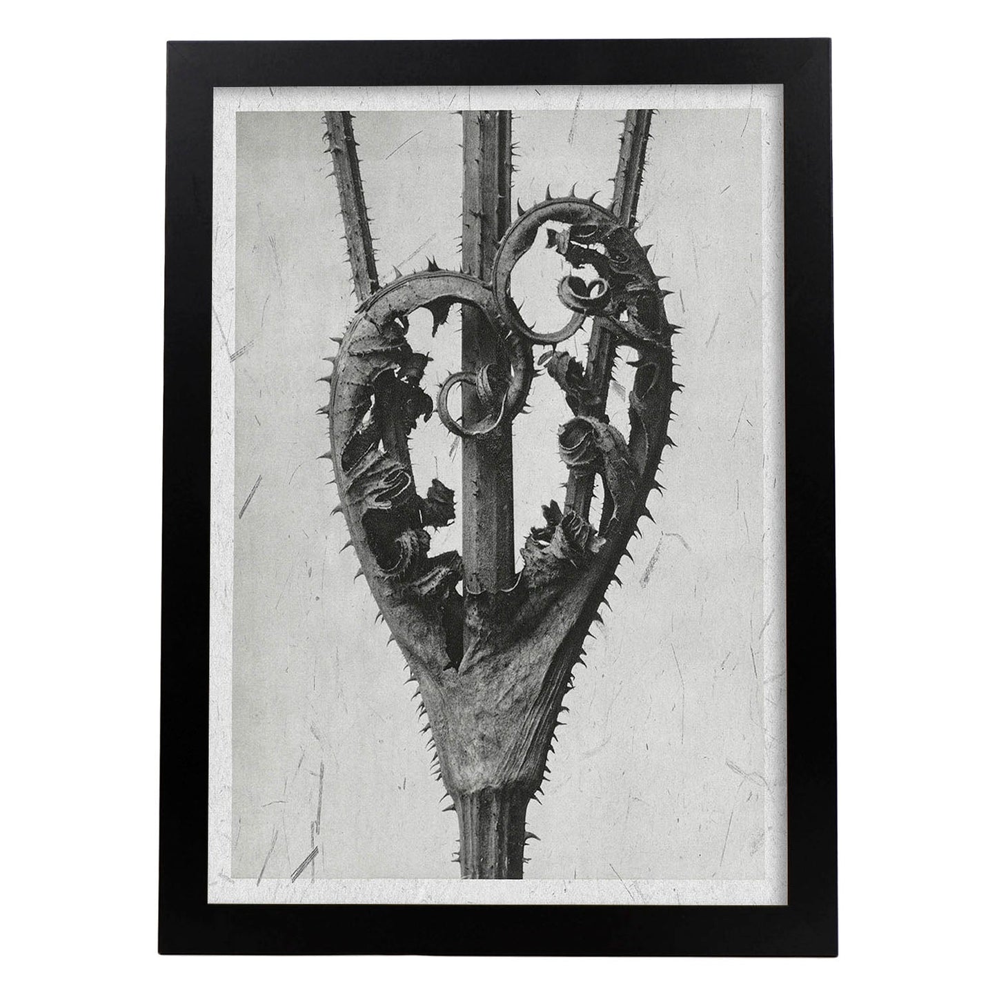 Lámina Planta blanco y negro 23. Pósters con ilustraciones de flores y plantas en tonos grises.-Artwork-Nacnic-A3-Marco Negro-Nacnic Estudio SL