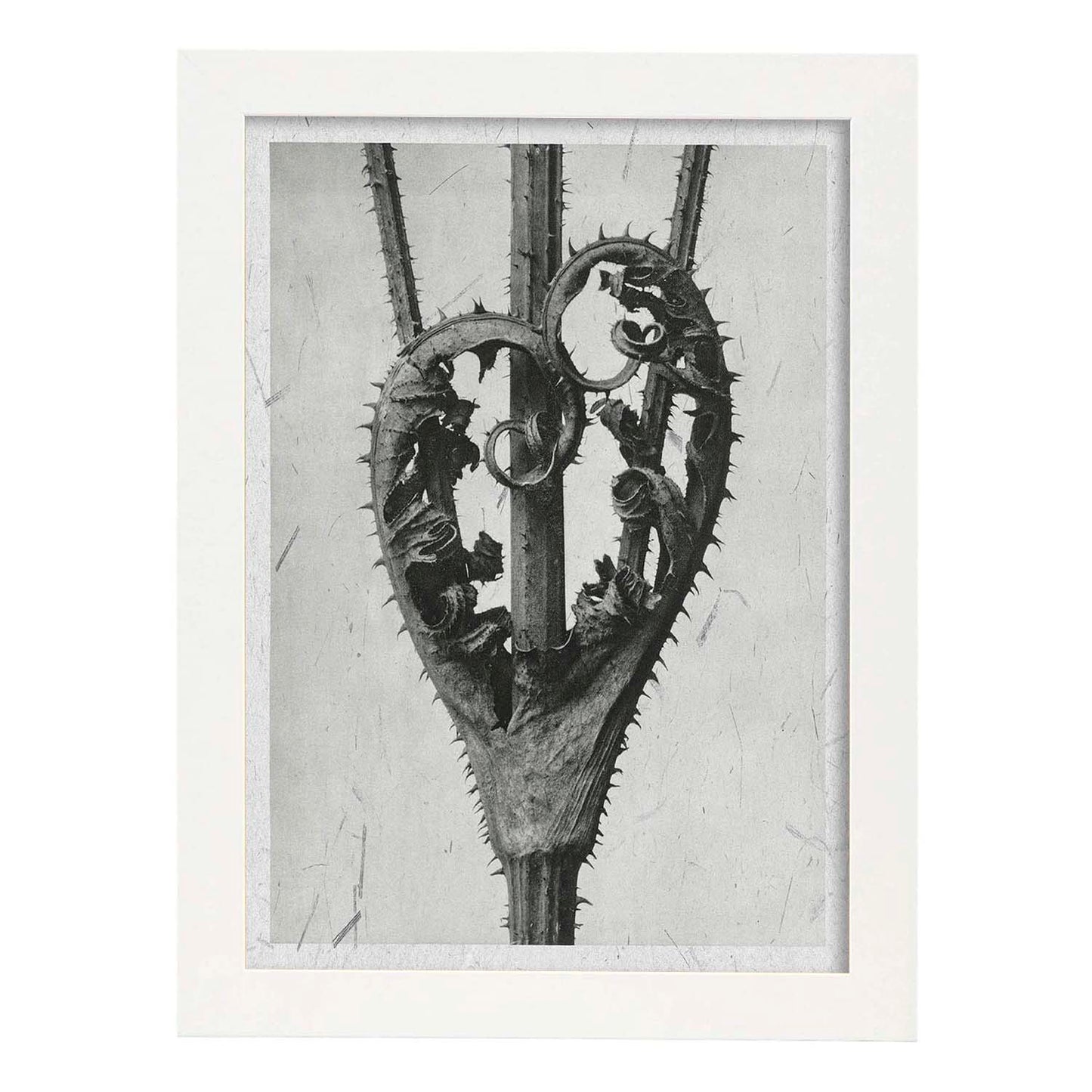 Lámina Planta blanco y negro 23. Pósters con ilustraciones de flores y plantas en tonos grises.-Artwork-Nacnic-A4-Marco Blanco-Nacnic Estudio SL