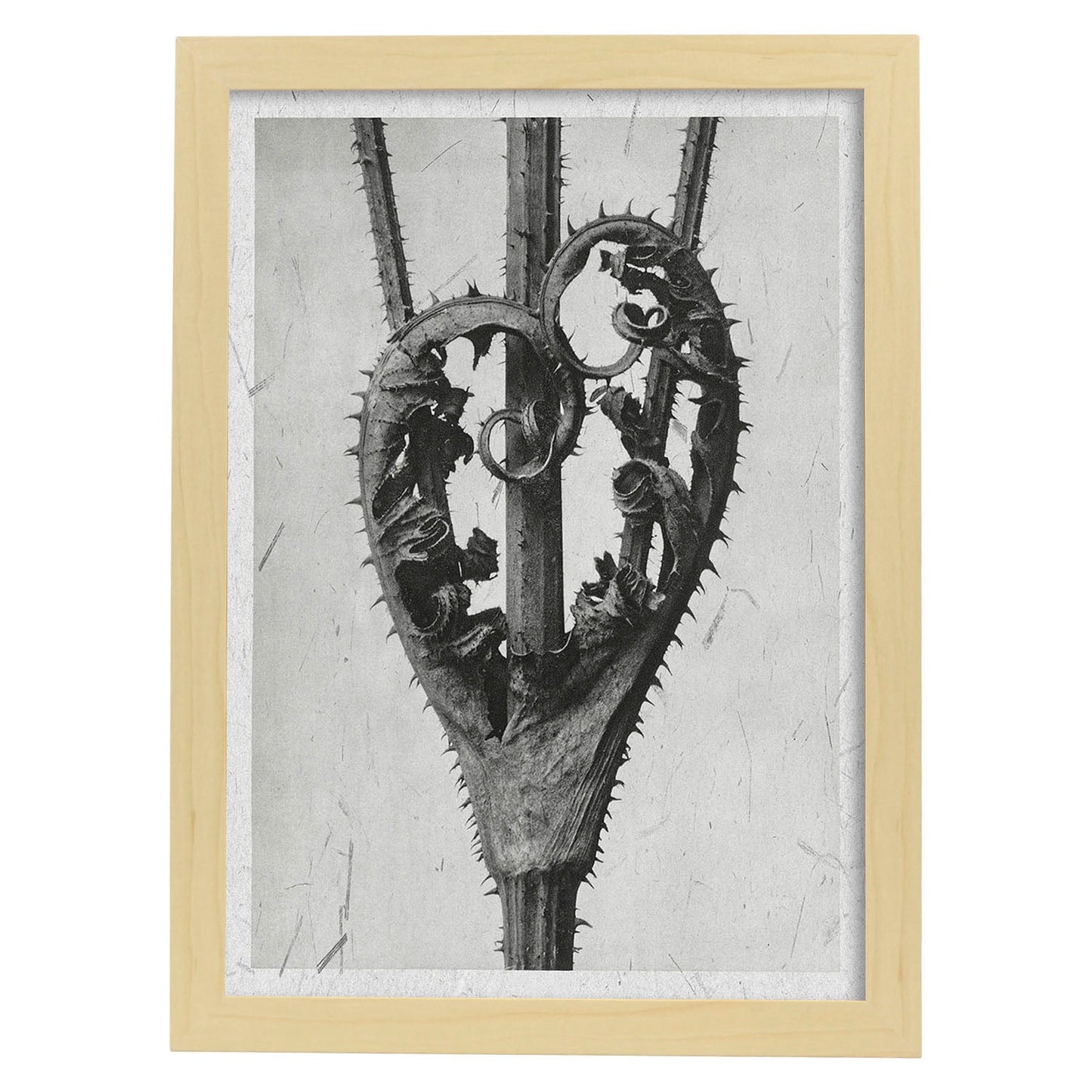 Lámina Planta blanco y negro 23. Pósters con ilustraciones de flores y plantas en tonos grises.-Artwork-Nacnic-A4-Marco Madera clara-Nacnic Estudio SL