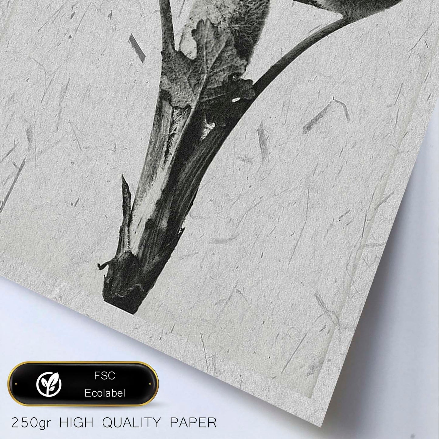 Lámina Planta blanco y negro 25. Pósters con ilustraciones de flores y plantas en tonos grises.-Artwork-Nacnic-Nacnic Estudio SL