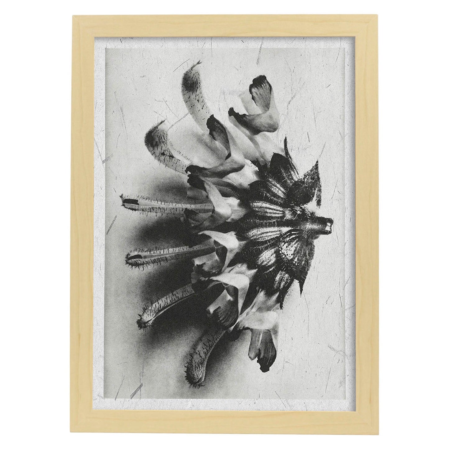 Lámina Planta blanco y negro 27. Pósters con ilustraciones de flores y plantas en tonos grises.-Artwork-Nacnic-A4-Marco Madera clara-Nacnic Estudio SL