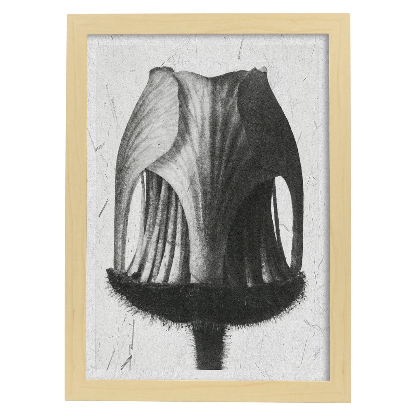 Lámina Planta blanco y negro 29. Pósters con ilustraciones de flores y plantas en tonos grises.-Artwork-Nacnic-A3-Marco Madera clara-Nacnic Estudio SL