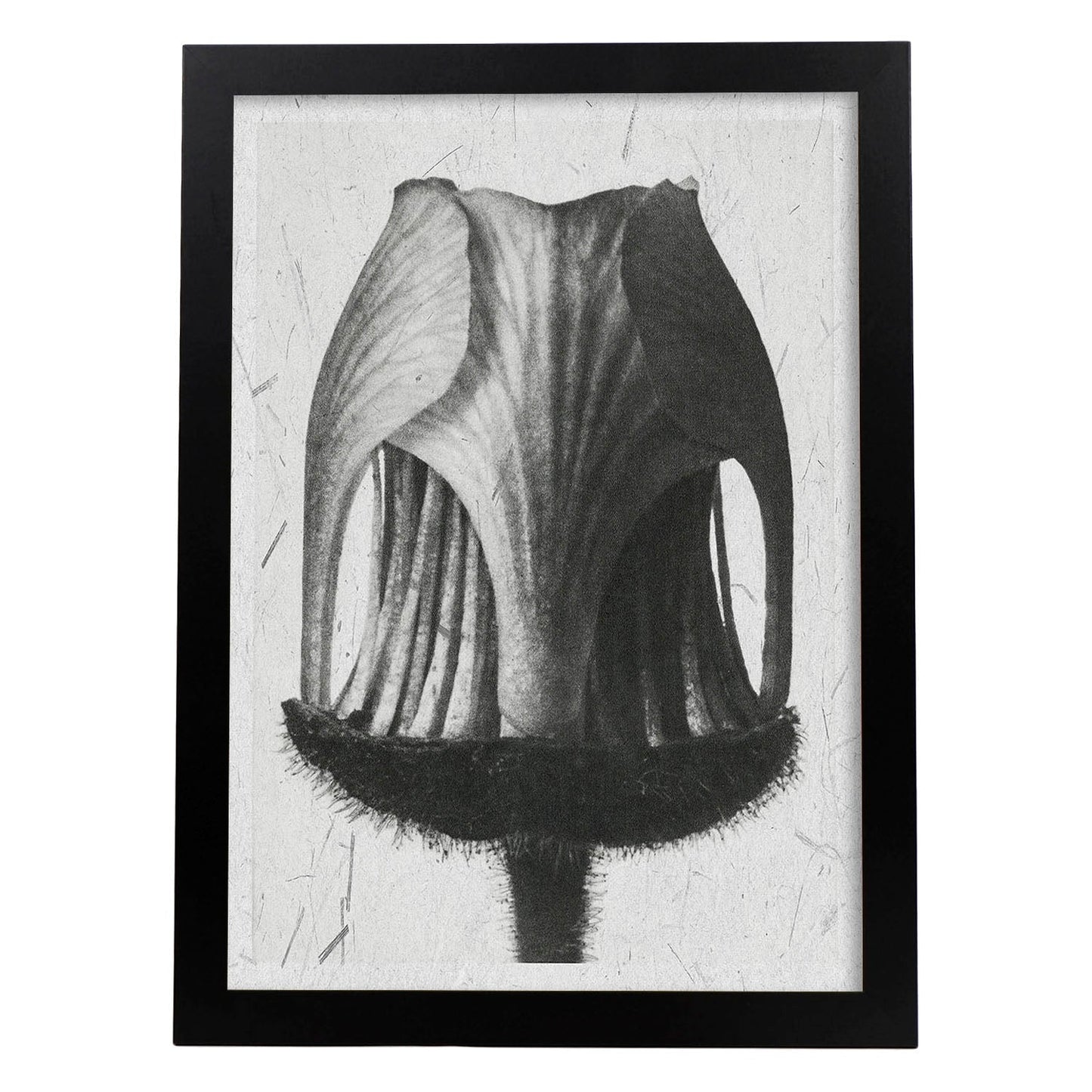 Lámina Planta blanco y negro 29. Pósters con ilustraciones de flores y plantas en tonos grises.-Artwork-Nacnic-A3-Marco Negro-Nacnic Estudio SL