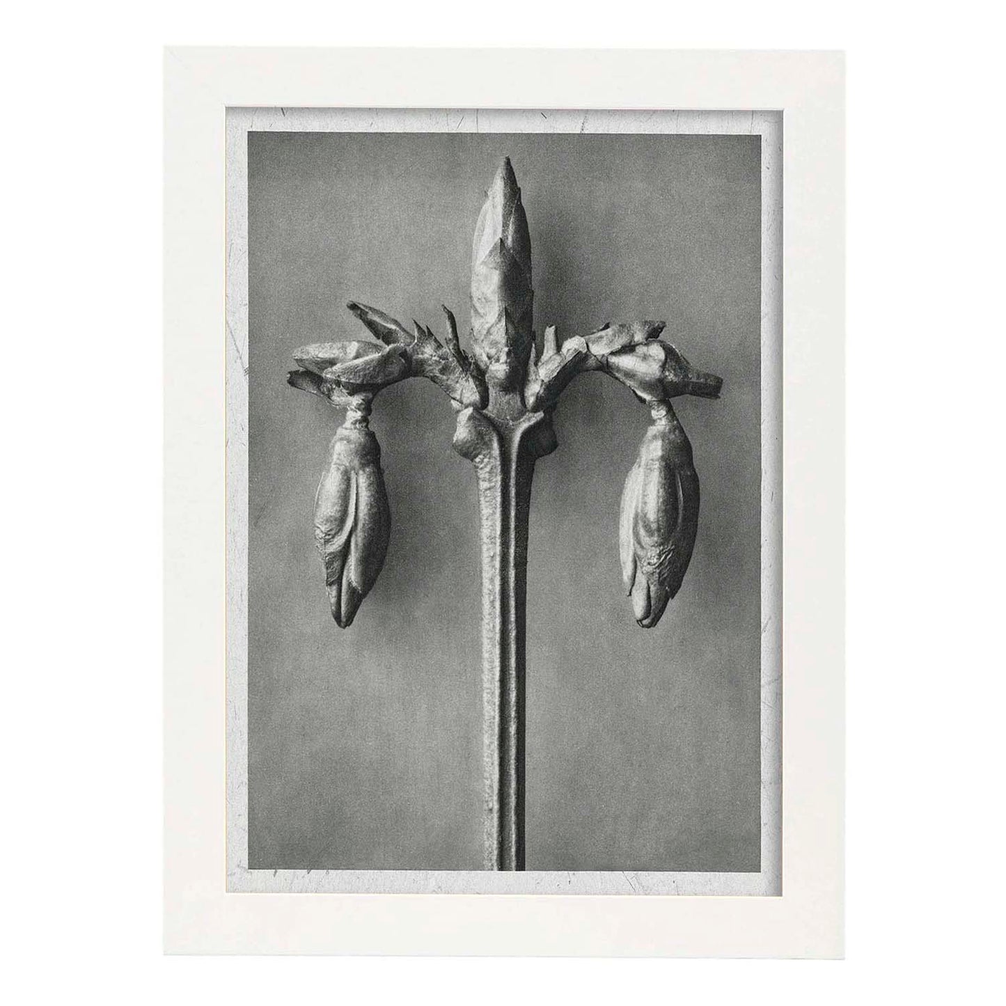 Lámina Planta blanco y negro 30. Pósters con ilustraciones de flores y plantas en tonos grises.-Artwork-Nacnic-A3-Marco Blanco-Nacnic Estudio SL