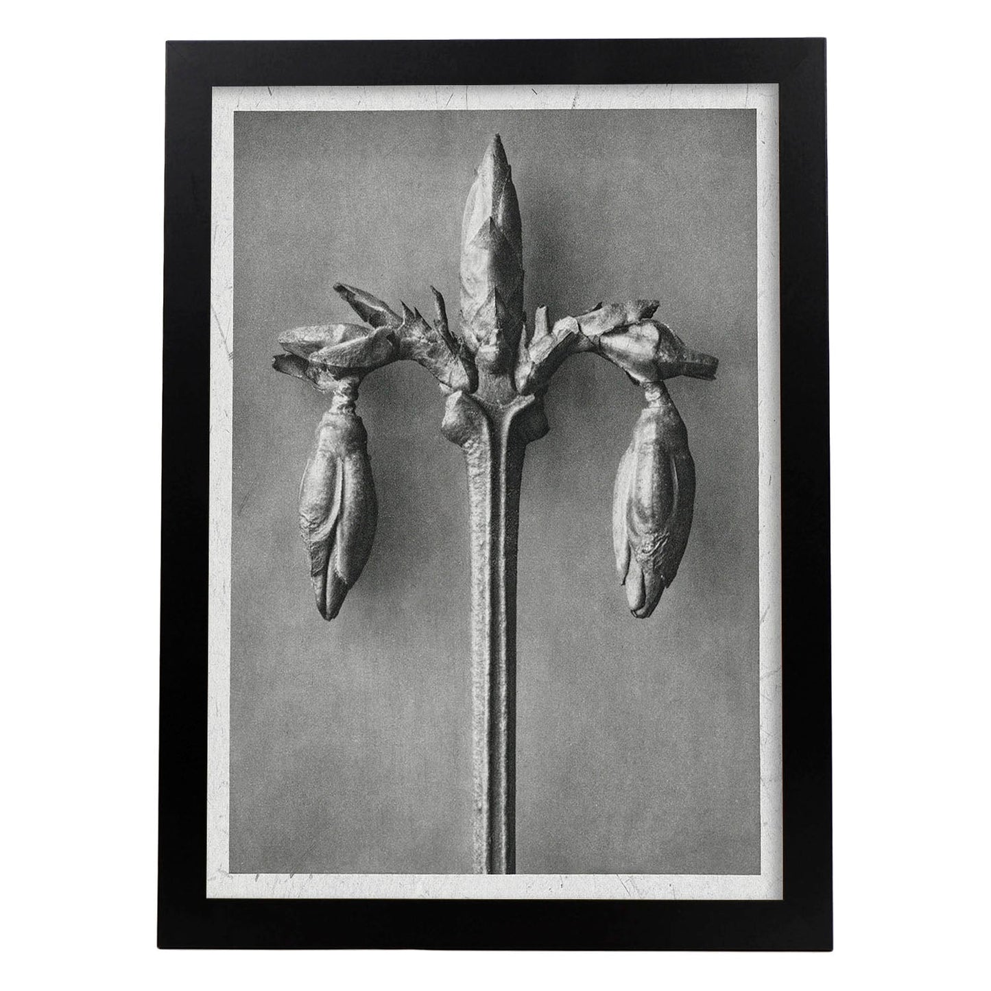 Lámina Planta blanco y negro 30. Pósters con ilustraciones de flores y plantas en tonos grises.-Artwork-Nacnic-A3-Marco Negro-Nacnic Estudio SL