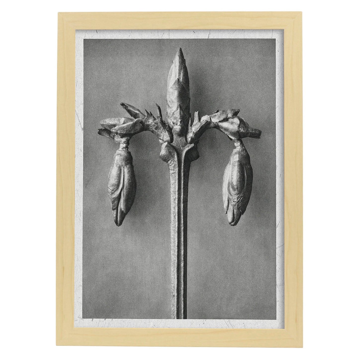 Lámina Planta blanco y negro 30. Pósters con ilustraciones de flores y plantas en tonos grises.-Artwork-Nacnic-A4-Marco Madera clara-Nacnic Estudio SL