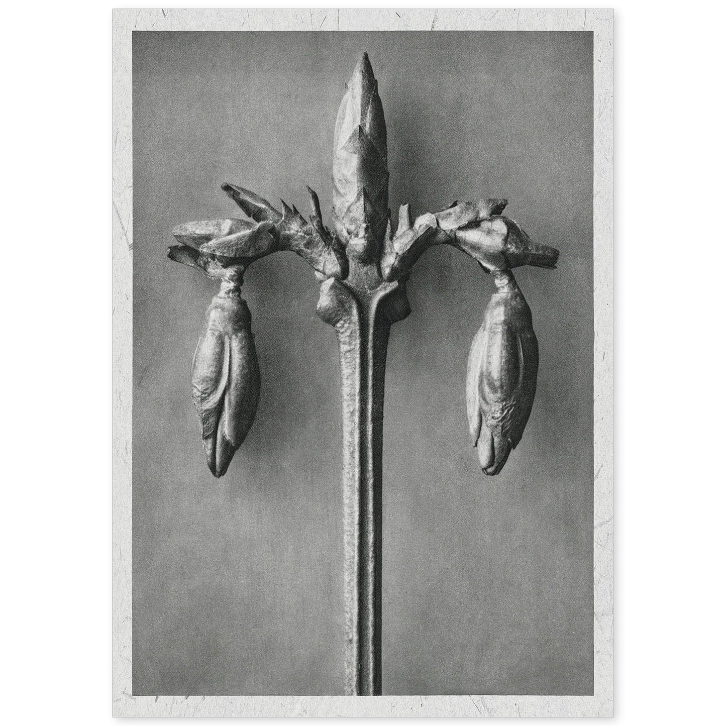 Lámina Planta blanco y negro 30. Pósters con ilustraciones de flores y plantas en tonos grises.-Artwork-Nacnic-A4-Sin marco-Nacnic Estudio SL